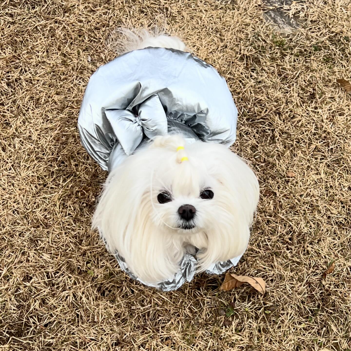 눈사람 같고 좀 귀엽네

#요새패딩
#pet #dog #dogstargram #puppy #maltese #말티즈 #말티즈그램 #독스타그램 #멍스타그램 #강아지 #댕댕이 #세젤예 #세젤귀 #인스타독 #앵두 #앵두몽 #귀엽다 #사랑해