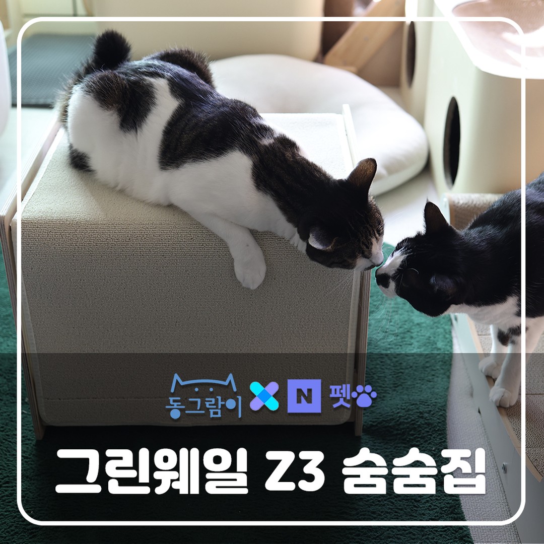 #협찬 #그린웨일 #네이버펫 #네이버펫앰배서더

🐱그린웨일 Z3
이미 집에는 그린웨일 캣폴 P1과 P2가 있어요 1년넘게 너무 만족스럽게 사용중이라 이번에도 그린웨일을 선택하는데 주저함이 없었어요

🐱SE0등급
보통 친환경 자재라고 하면 E0등급정도가 보편화 되어있지만 유해물질 방출량이 더 낮은 SE0의 최상등급의 자작나무로 만들어진 Z3숨숨집은 완제품으로 배송되어와도 역한 냄새나 환기를 시키기위한 방치가 필요 없어요 

🐱튼튼한 숨숨집 
저는 창문틀선반에서 자꾸 바닥으로 한번에 뛰어내리려고 해서 그 중간부분에 디딤역할을 할 수 있는 튼튼한 구조물이 필요했어요

그렇다고 그냥 계단만 놓자니 공간이 너무 아깝더라구요 그때 눈에 들어온 그린웨일 Z3!!

사이즈업으로 넉넉한 크기로 안전하게 디딤역할을 해주면서 내부 공간이 넓어 안락한 숨숨집의 역할도 해줘요

🐱어디서든 편안하게
내부 숨숨집 뿐 아니라 상단도 넓고 안정적이어서 햇살들때면 상단에서 뒹굴뒹굴하기도해서 모든면을 잘 사용해주더라구요

🐱약간의 리폼
저는 입구쪽뿐아니라 전면도 열려있었으면 했는데 Z3는 스크래쳐 카페트가 밸크로로 연결되어 있어서 분리가능하고 분리하여 저처럼 내부 상단분에 부들이 하나만 붙여주면 고정되면서 전면부가 개방된답니다.
꽉 막혀 있는 사각의 통이 아니라 이렇게 조금의 리폼으로 원하는 방향으로 얼마든지 사용할 수 있어서 좋았어요

🐱5.8kg후추 사이즈업
후추는 길쭉한 근육질의 전형적인 코숏성묘의 몸을 가지고 있는데요 그런 후추에게는 사이즈업하여 선택한 크기가 딱이었어요!!
소금이는 기본사이즈도 괜찮아 보였지만 막상 안쪽에 쿠션을 넣었더니 너무 크게 느껴지지 않고 좋더라구요

🐱오랫동안 튼튼한
오랫동안 튼튼하고 안전하게 사용할 수 있는 펫테리어의 완성 냥가구를 원하신다면 그린웨일 Z3 추천드려요!!
평생AS와 시리얼 넘버로 관리되는 꼼꼼함까지!! 고객만족도가 너무 높은 그랜드랍니다!!