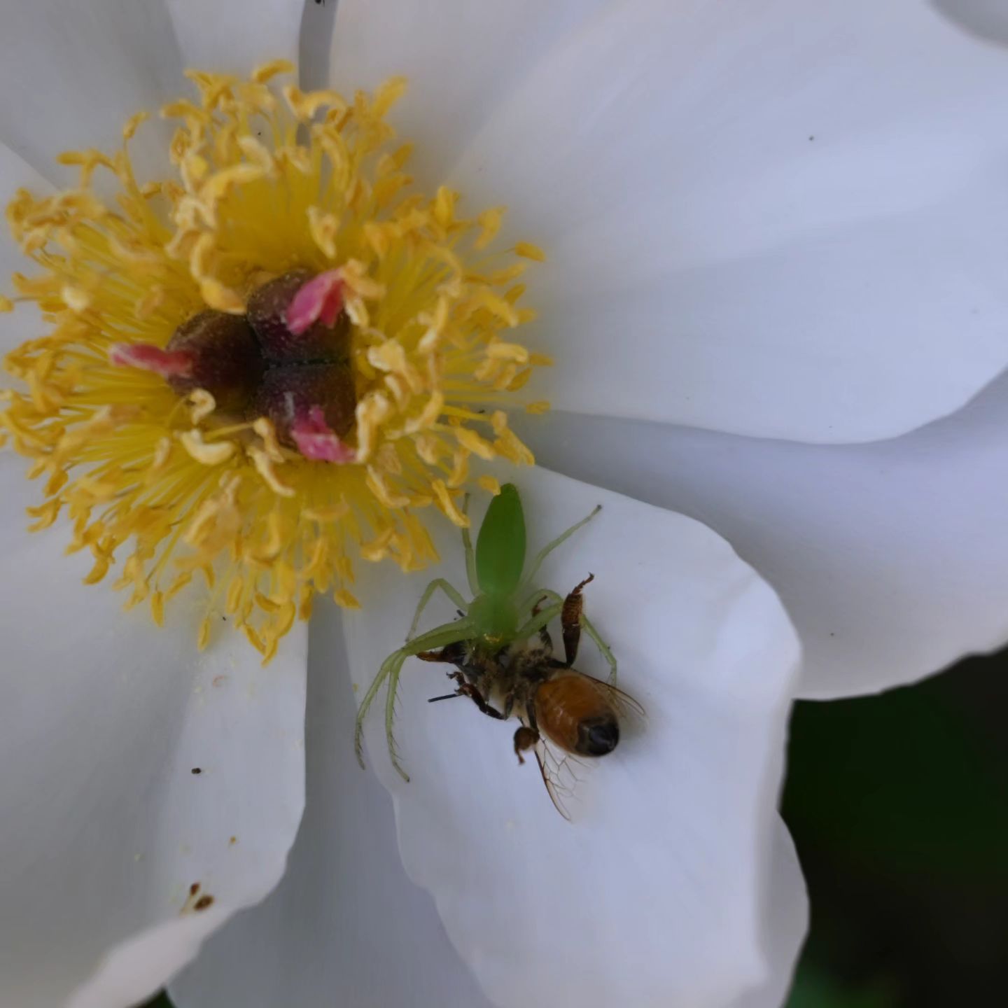 자연의 섭리
#게거미 #꿀벌 #z30