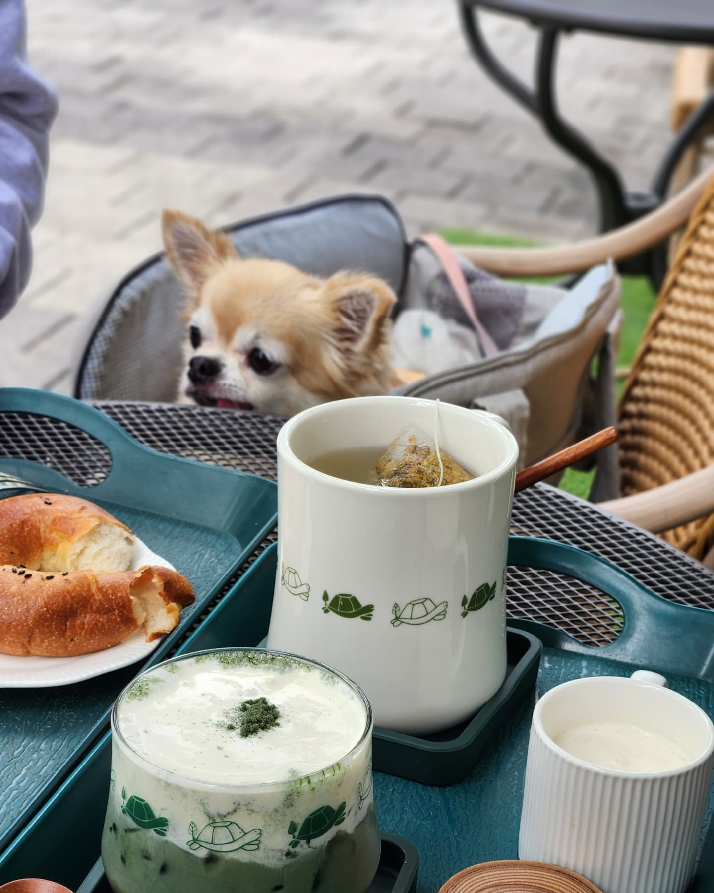 좋은 날씨, 애정하는 카페에서  귀염둥이들과 함께🐶💚