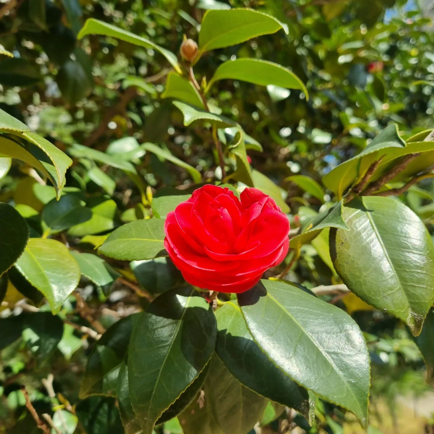 오늘 날씨 굿!!!
예쁘게 하나둘 피는 꽃들보며 산책하며 점심시간 보내기!!

짜증나는일 말끔히 잊어버리자!!!

#오늘뭐입지
#점심시간
#산책
#봄날
#동백꽃
#광합성