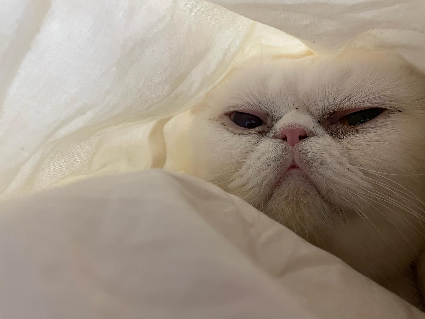 🧡💛
-
-
-
#muffindepoes #meowdel #cat #bsh #catmodel #pose #paw #meowed #meowstagram #cats_of_world #catsofinstagram #catstagram #sissyboyhomeland #bkh #katze #chat #gato #kat #kattenvannederland #eye #cutie #britishmeowdels  #britishshorthair