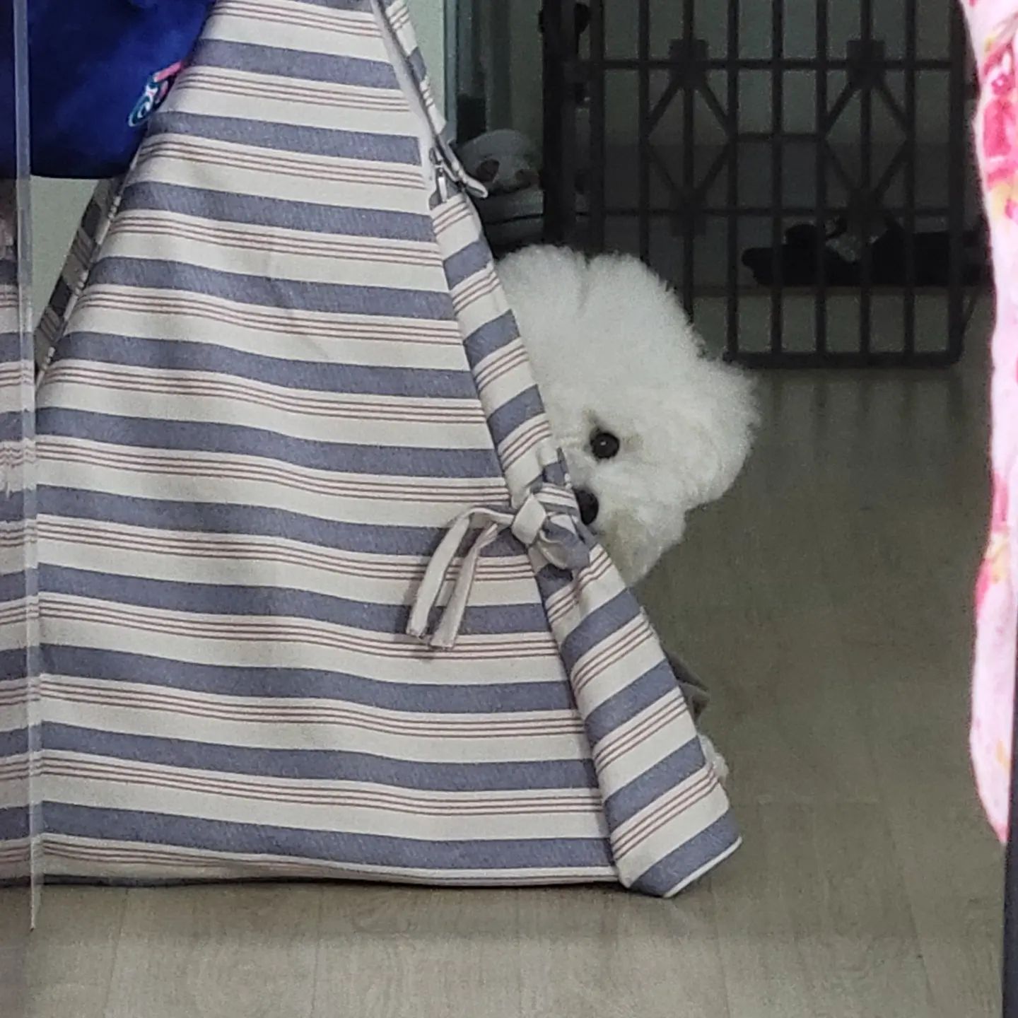 23.08.21
누나.. 뭐하는데 다 지켜보고있데잉~
.
.
#꼬모의하루🐶