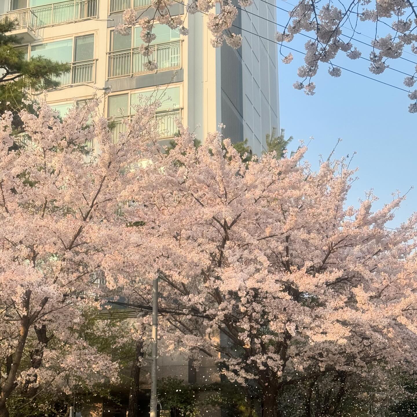 #🌸
올해 벚꽃은 한강으로 보러갔어유💕
출퇴근길에 자전거 타는 길에 벚나무 많아서
따로 보러 안가도 되겠다 싶긴 했지만ㅋㅋ
광합성은 못참지,,,☀️

포틀럭파티..? 암튼간에 각자 음식 싸왔어유
나는 엄마표 김치볶음밥이랑 라갈비✌️✨

해도 적당하고 바람 선선하니 날씨 너무 좋아서
누웠다 일어났다 책도 읽었다~ 하면서 넘 좋았음
근데 책이 추리 소설이라,, 좀 복잡해서 읽다말음ㅎ

중간에 혱니는 알바가고 나머지 인원들은
노래방가서 열창하고 핏짜먹고 헤어짐!!🍕

오늘 분명 일찍 집갈라했는데 수다 떨다보니
생각보다 즐거워용,, 알찬 하루 여따

오늘 일기 끗
.
.
.
#일상 #일상스타그램 #99 #스물다섯 #봄만스물여섯 #우정스타그램 #포틀럭파티 #피크닉 #한강 #한강피크닉 #도시락 #힐링 #벚꽃 #꽃놀이 #먹스타그램 #맛스타그램 #김치볶음밥 #LA갈비 #오토김밥 #닭강정 #한강라면 #샌드위치 #노래방 #potluck #picnik #🍱 #😎 #☀️ #🏞️
