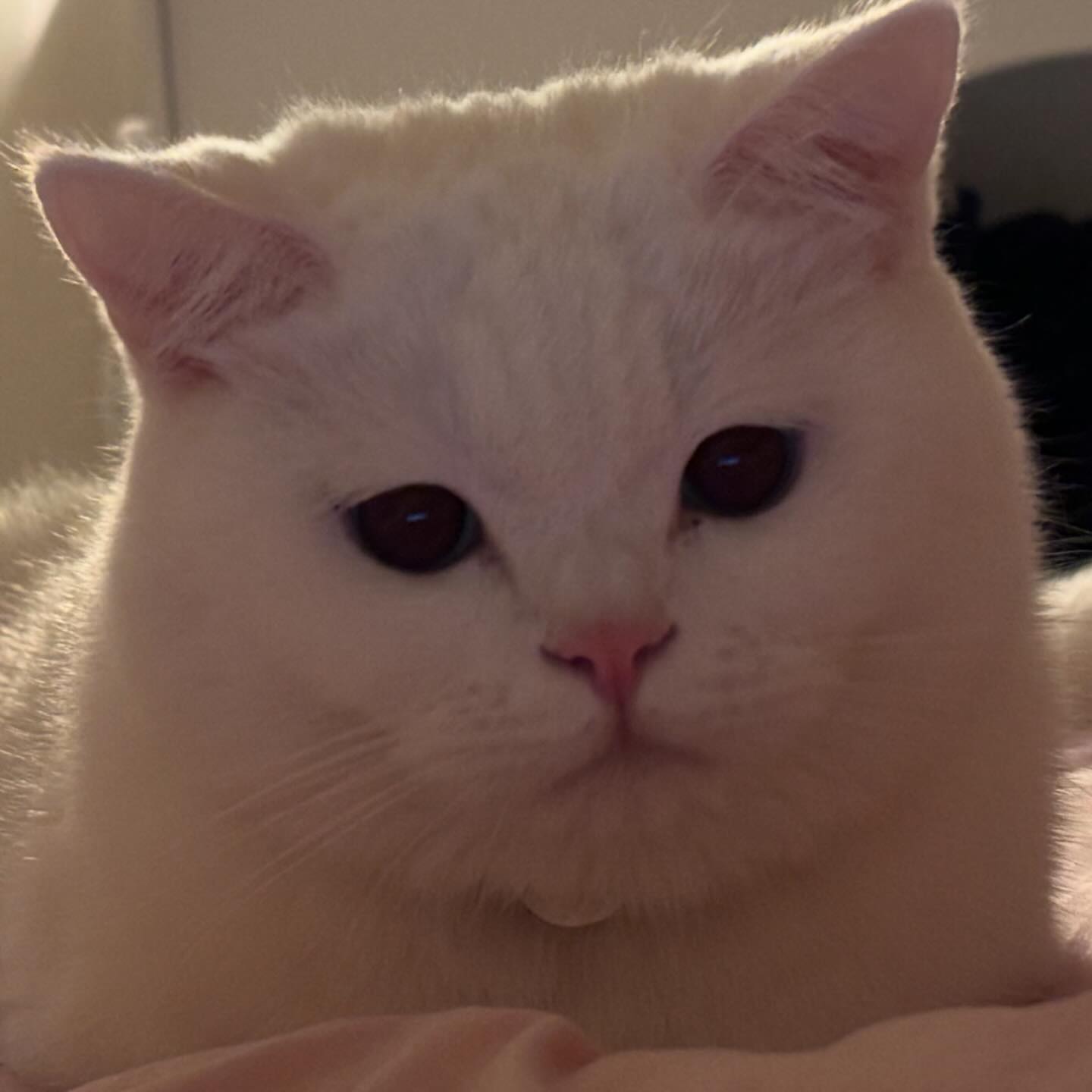 안냐새우 김로또애오