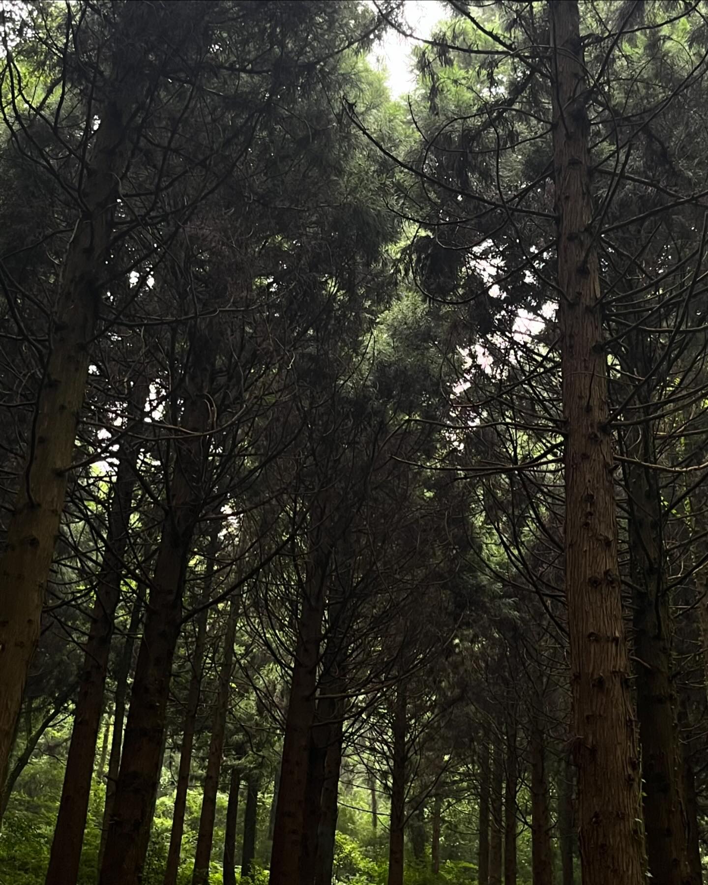🍋‍🟩🌳🌫️