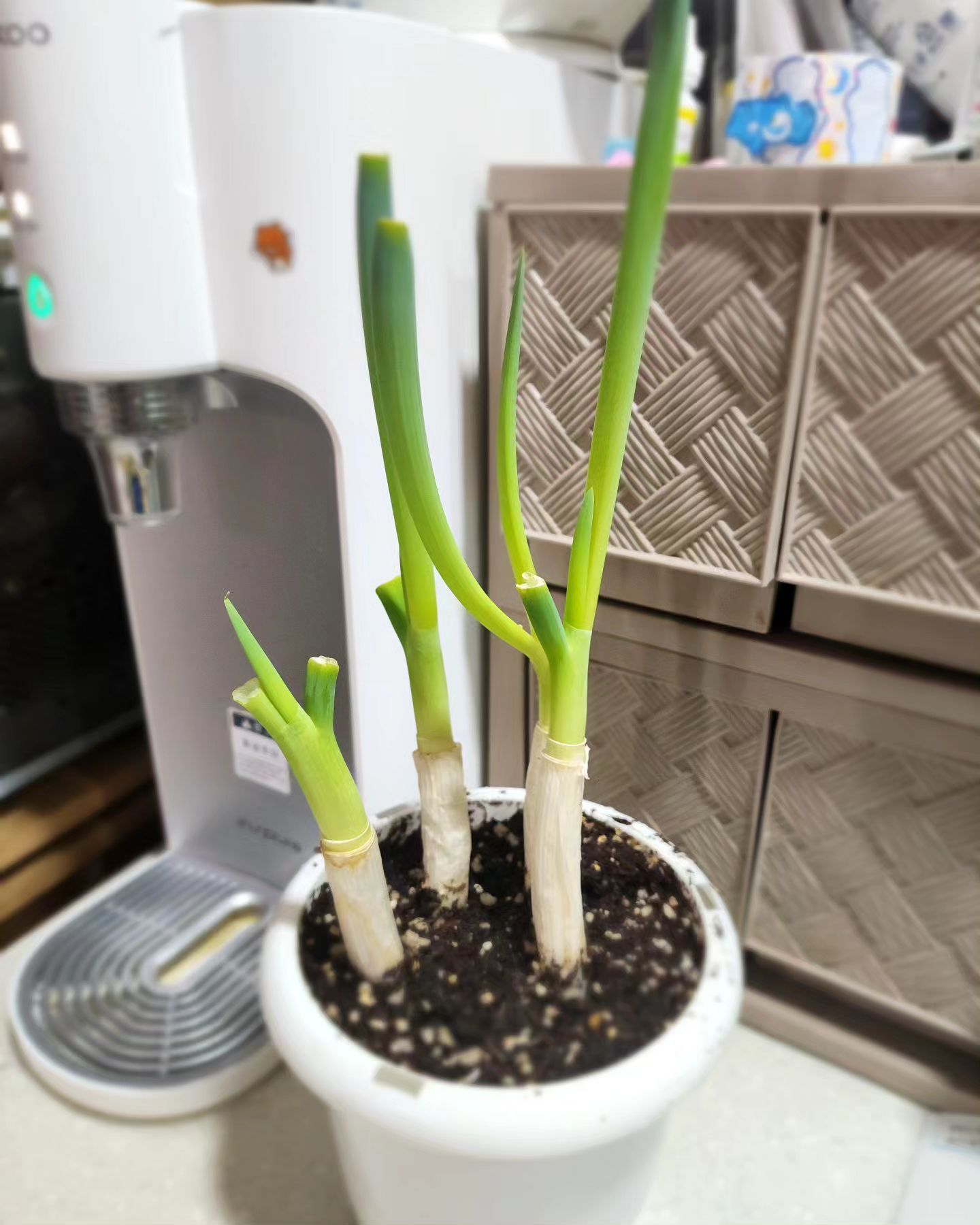 #파테크 🌱 
#키우는맛

요즘 파 금값이라 키운다기 보단
아이들이 물주고
다음날 자라있는 보람을 느끼게 하기위해 심어본건데
의외로 물만줘도 너무 잘자라고
애들도 엄청 좋아함ㅋ
국수줄때 파 잘라서 넣어주면
자기들이 키운거라고 더 맛있다고함ㅋㅋ😁

둥이네 파절이 드시러 오세염🙋‍♀️
.
.
#파김치담궈야하나
#큰꿈
#키득