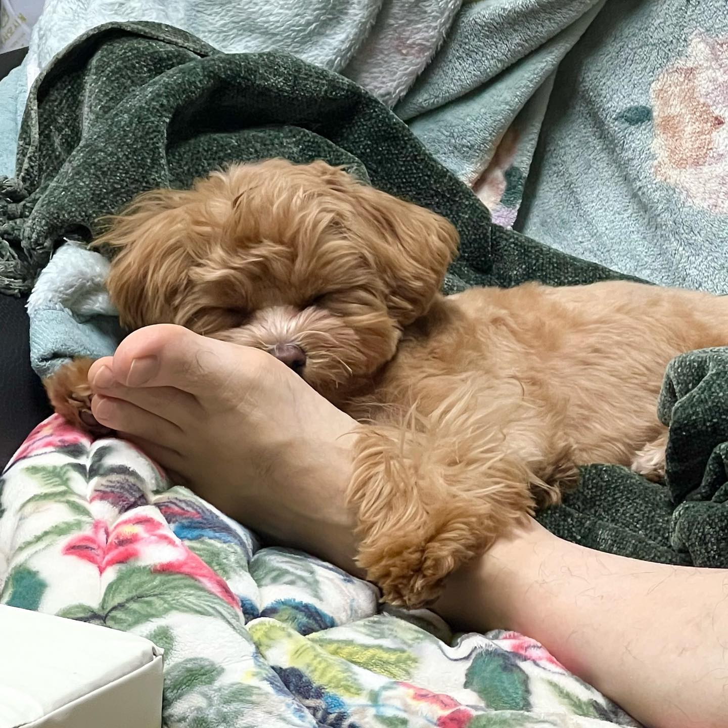 아빠가 너무 조아❤️ 아빠는 내 애착인형🧸💕

#멍스타그램 #말티푸 #강아지 #멍팔 #멍팔맞팔 #멍팔환영 #멍스타그램🐶 #멍멍이그램 #멍스타 #선팔하면맞팔 #멍팔환영 #멍멍이 #멍멍이그램 #멍스타그램🐾 #멍팔해요 #멍뭉이 #멍멍이일상 #멍스타그램🐶🐾 #멍스타 #멍팔 #멍 #puppy #puppystagram #dog #dogstgram #instadog #pet #animals #강아지꾹꾹이 #꾹꾹이 #강아지귀여워 #2023년