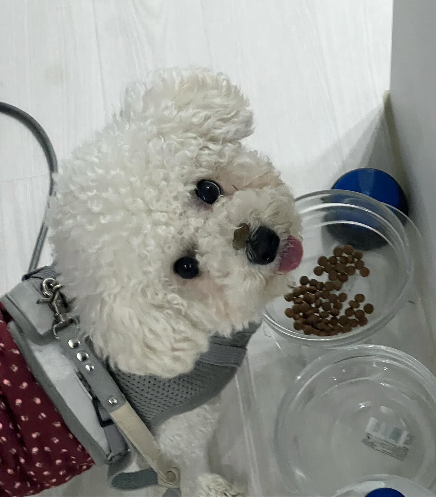 사료를 왜 콧잔등에 올려뒀나했더니 🍂