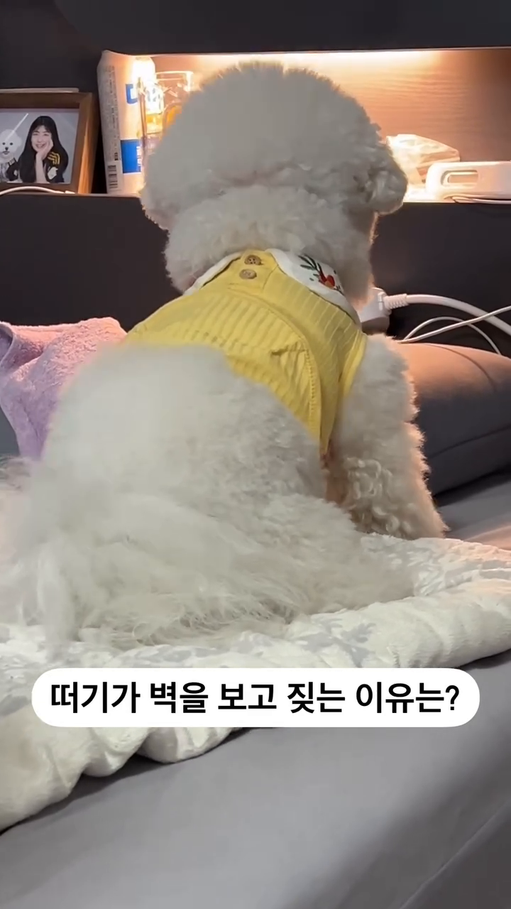 떠기가 벽을 보고 있는 이유는?
👇🏻👇🏻👇🏻👇🏻👇🏻👇🏻

베개와 침대 사이에 들어간 장난감 때문
장난감한테 나오라고,,,🤦🏻‍♀️
결국 지가 꺼냈답니다,,,

.

#비숑 #비숑프리제 #강아지장난감 #일상 #강아지일상 #강아지릴스 #릴스 #좋아요 #bicuon #bichonfrise #reels