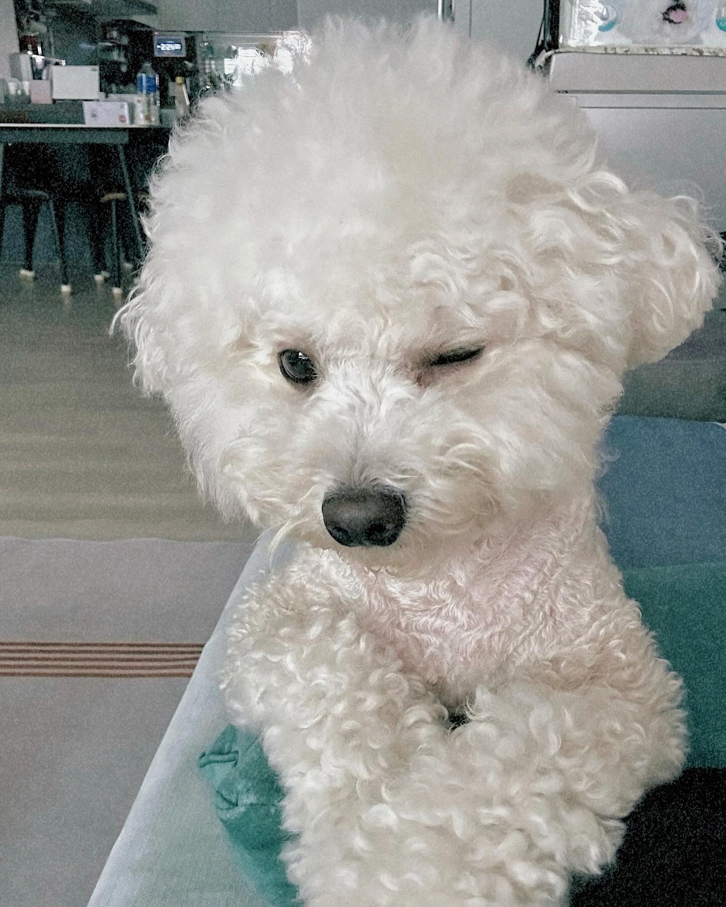 _우리 아 보세요; 윙꾸도 항 줄 알아요🫶🏻