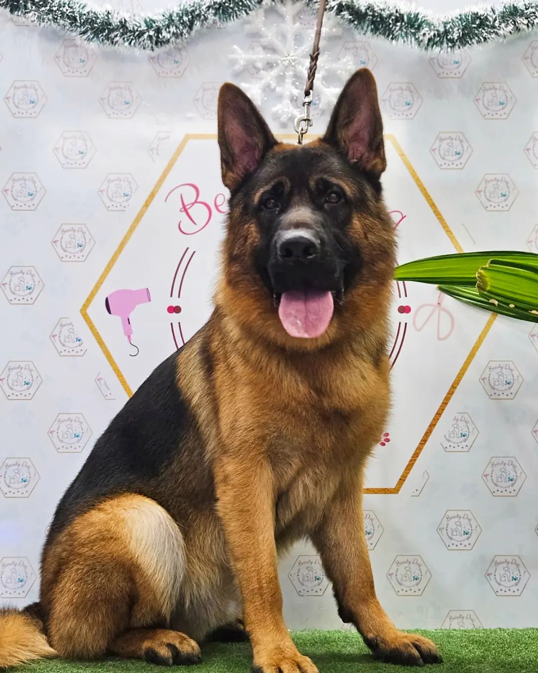 Stupendi e dolcissimi i nostri amici Kim💙🐾 e Kaya💖🐾