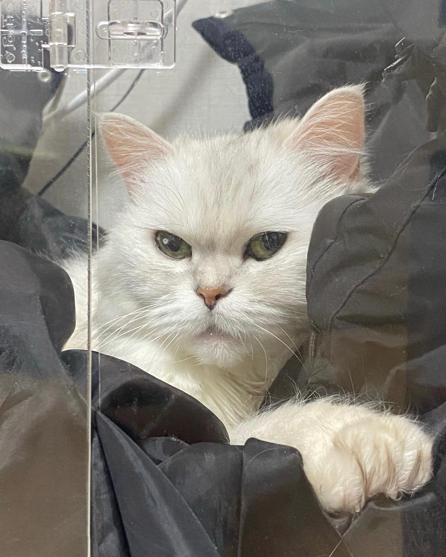 먀 😶 앙 😑 .. 

( 🐣 : 산소방 문 닫지뭬 .. )

그나저나 임티에 왜 하얀 고양이는 없을까 ..
하얀 고양이도 만들어달라구효 😣