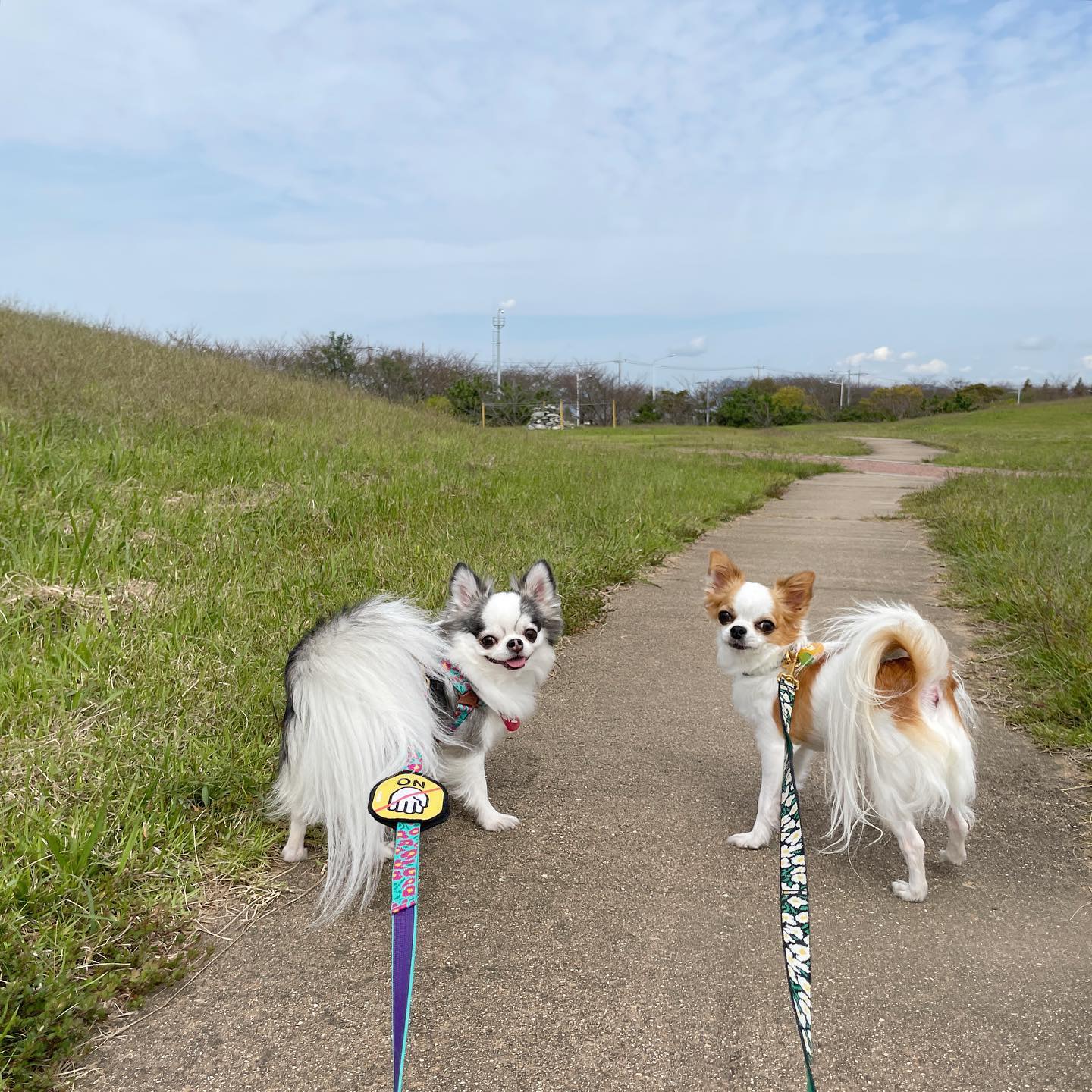 🐼🐶🖤🤎

투샷 찍기 힘든 키코티코
오늘은 순간포착 대성공*⸌☻ັ⸍*

연휴동안 키코는 이모네에서
잘 놀고 잘 먹고 아주 잘 지내는 중ᜊ

+영상은 초인종에 반응하는
얌전이와 지랄이의 모습 비교( •︠ˍ•︡ )..ㅋㅋ

#치와와 #티코키코 #강아지일상 #멍스타그램 #멍팔맞팔