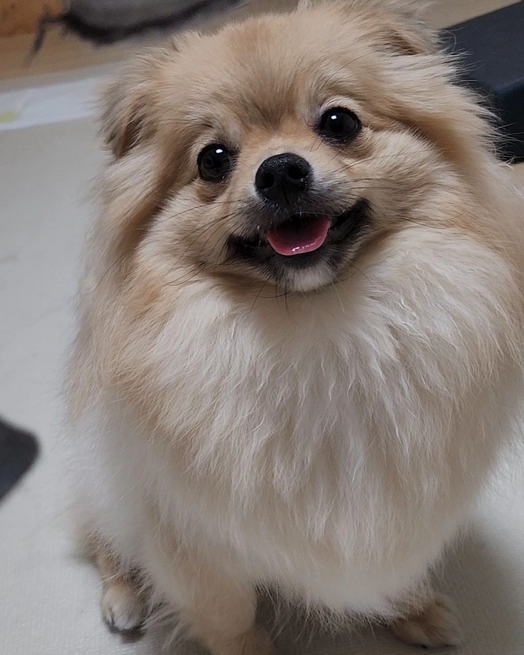 항상 웃으면서 누나 쳐다보는 우리 겸둥이 고마워❤️
귀여운건 크게 보자👀

#포메라니안 #포메김호두 #호두 #세이블포메라니안 #포메 #세이블포메 #🐶 #puppy #dog #pomeranian #sablepomeranian
