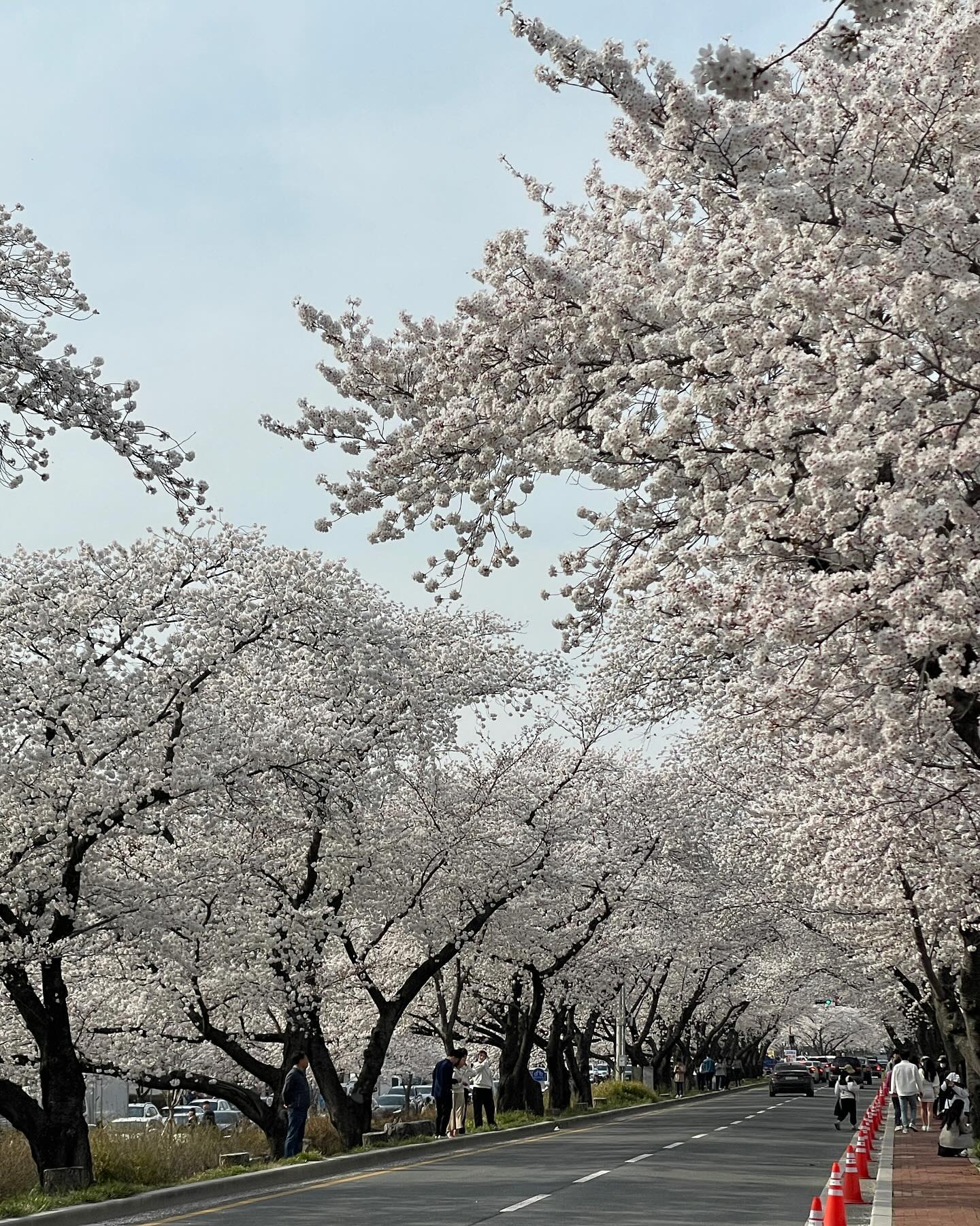 완연한 봄 ! 🌸🫧
