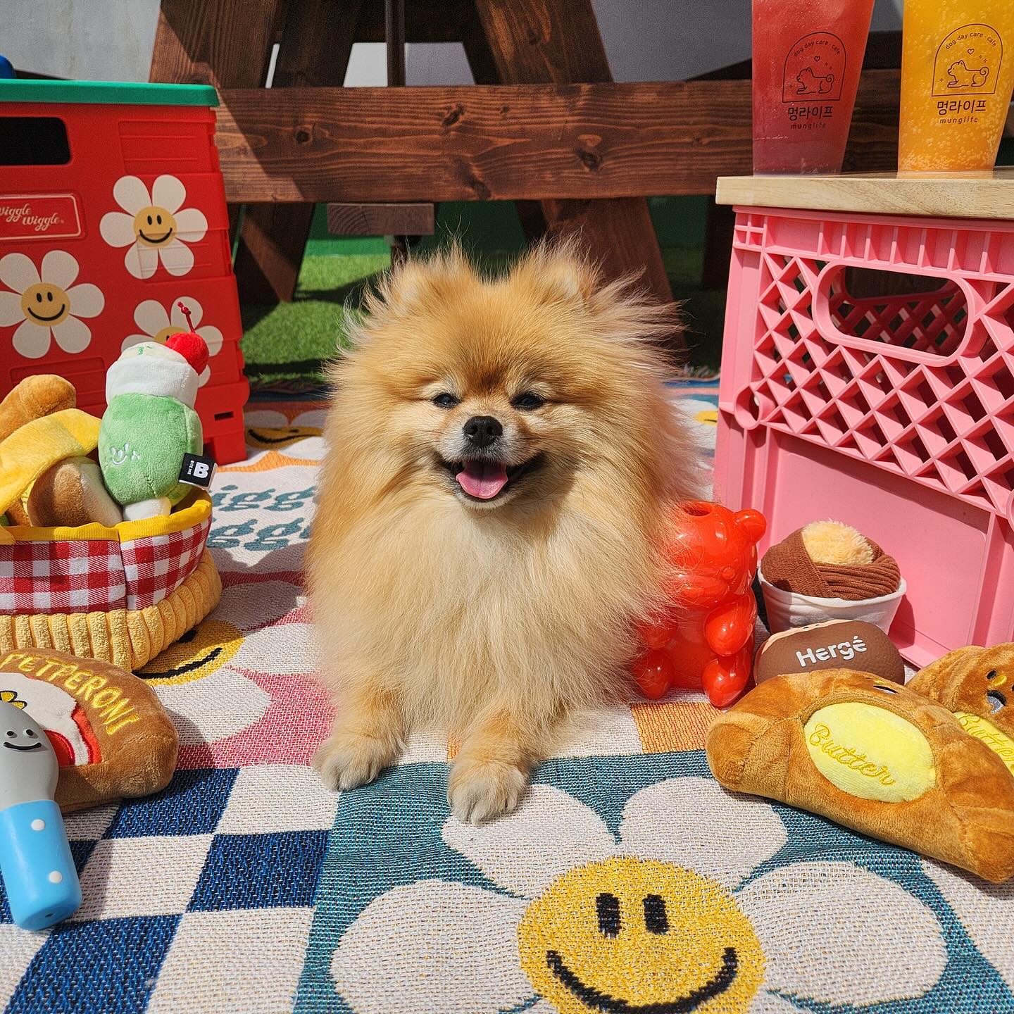 #배찌의멍라이프🐶
이배찌 유치언 146,147일차
유치원에서 신나게 놀고
피크닉 컨셉사진도 찌것어요 !
날이 너무 빨리 더워지는거 같아서 걱정이야 💦