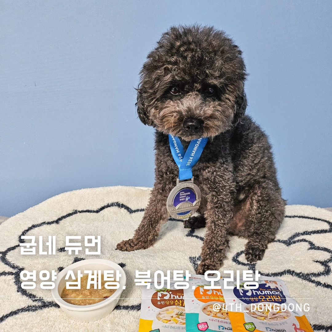 #협찬 dhuman_happy #듀먼

얘두라 🎶
나 어제 엄마랑 버킷리스트 달성!
2024 한강 나이트 워크 22K 완주 🏃‍♀️

덕분에 오늘 새벽부터 지금까지 엄마랑 반송장처럼 누워있어 🤕
이럴 땐 필요한 건 뭐어~¿¡ 바로 듀먼 보양식 😁
(오늘 삼시세끼 듀먼 보양식으로 몸보신 중인 건 안 비밀)

✅️ 듀먼 영양 삼계탕, 북어탕, 오리탕은
▪️하프 마라톤 완주한 나 이동동에게 기운을 샘솟아주고
▪️힘들어서 입맛 없는 나 이동동의 입맛을 돋구고
▪️힘든 엄마는 간편하게 뜯기만 하면 되니 편하고
▪️휴먼그레이드 & 합성첨가물 ZERO & 그레인프리라 안심이지

엄마는 편하고, 나는 맛나게 먹으면서 기운 차릴 수 있는
굽네 듀먼 영양 삼계탕, 북어탕, 오리탕!
맛도 다양해서 골라 먹는 재미가 톡톡 💕

굽네 듀먼 먹고
얼른 힘내서 우리 친구들 만나러 갈게 🥴

#굽네듀먼 #듀먼보양식 #강아지보양식 #강아지특식 #강아지영양식 #강아지보양식추천 #듀먼간식 #강아지기력회복 #강아지회복식 #강아지화식추천
