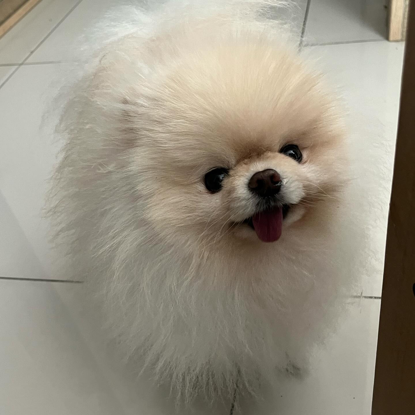 곰돌이 컷 할까 말까 🐶