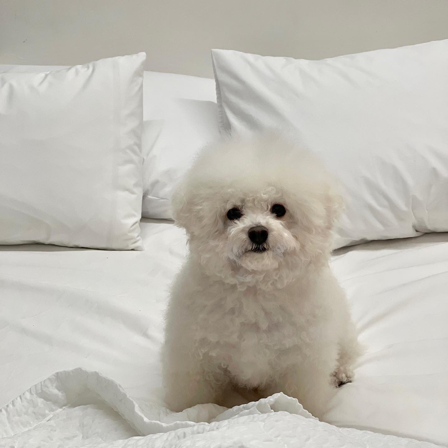 🫧멍빨하고 뽀송한 콩빈🫧