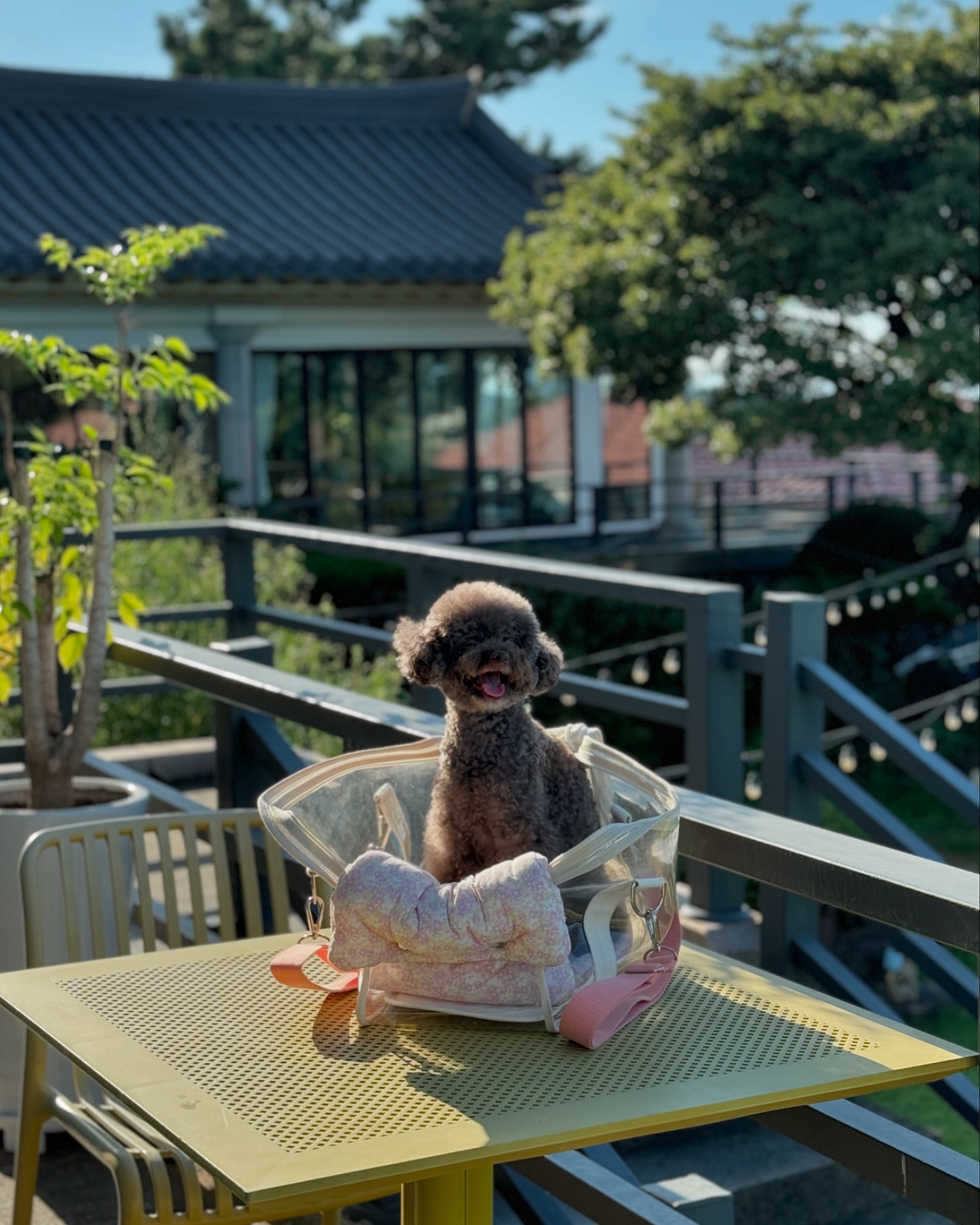 한참 늦은 추석 포스팅🌕 

📍 jeju_kiwa #제주기와 

#제주애견동반 #제주애견동반카페 #애월애견동반카페 #애월카페 #제주카페 #애월애견동반 #라베남매제주일기