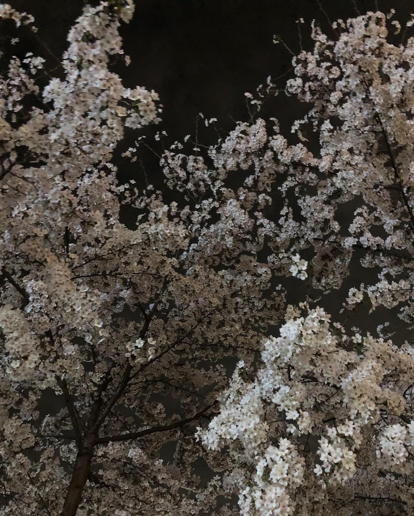 이제 올리는 첫 벚꽃🌸

#4월의꽃 #벚꽃 #밤꽃 #취취