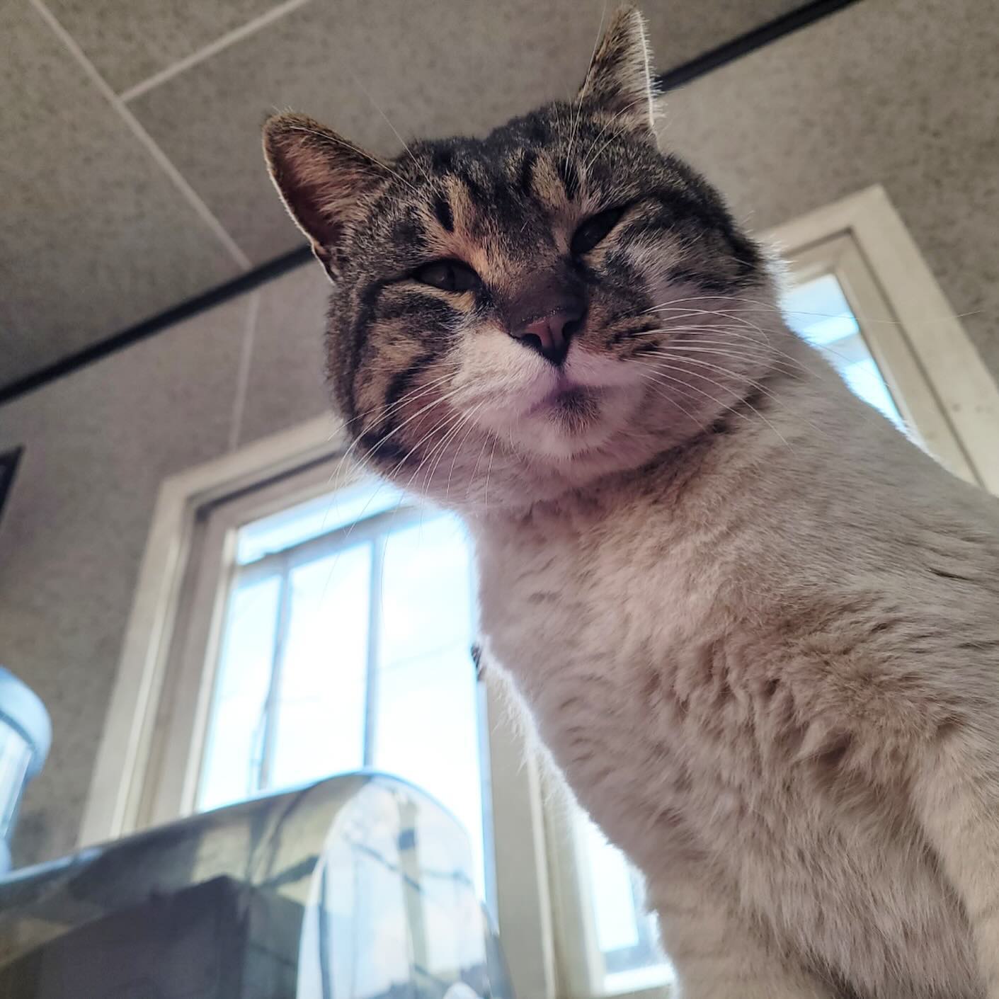_
대장 길동이🐈