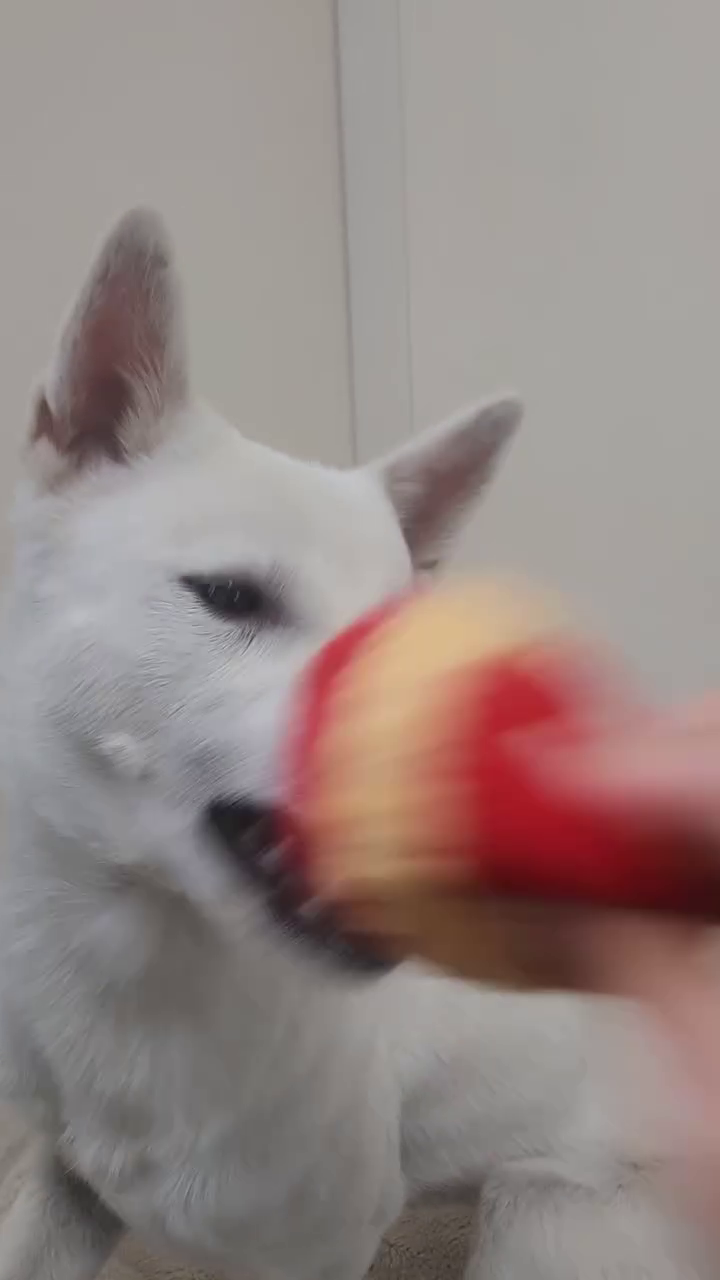강아지랑
.
.
보리쌀 놀이하기

#진돗개 #진돗개콩이