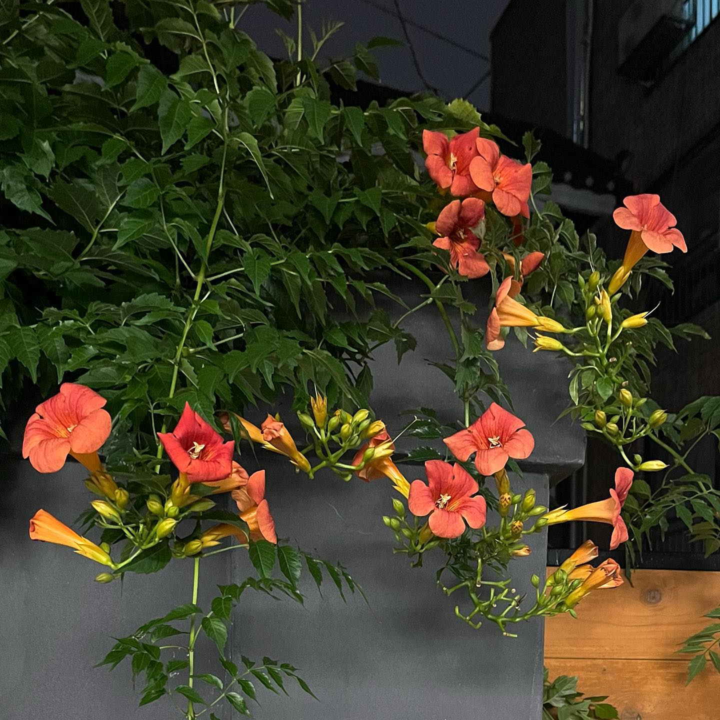 콘텐츠