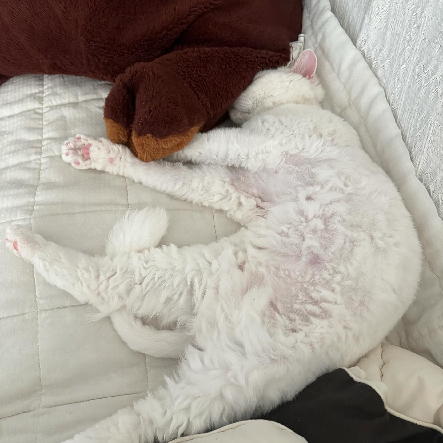 숨막히겠다...🙄
곰인형에 머리박고 자는 둘둘
항문낭파열은 싹나아서 넥카라뺏어요😻

#고양이그램 #알수없는고양이 #고양이는사랑 #선팔맞팔 #집사소통