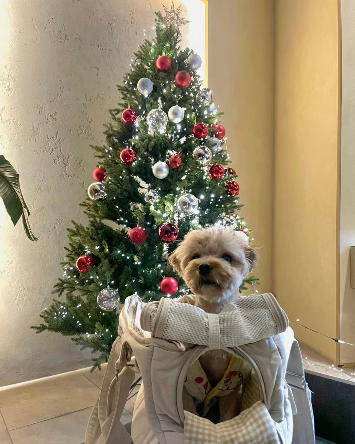 🎄🎅
Merry Christmas ❄️