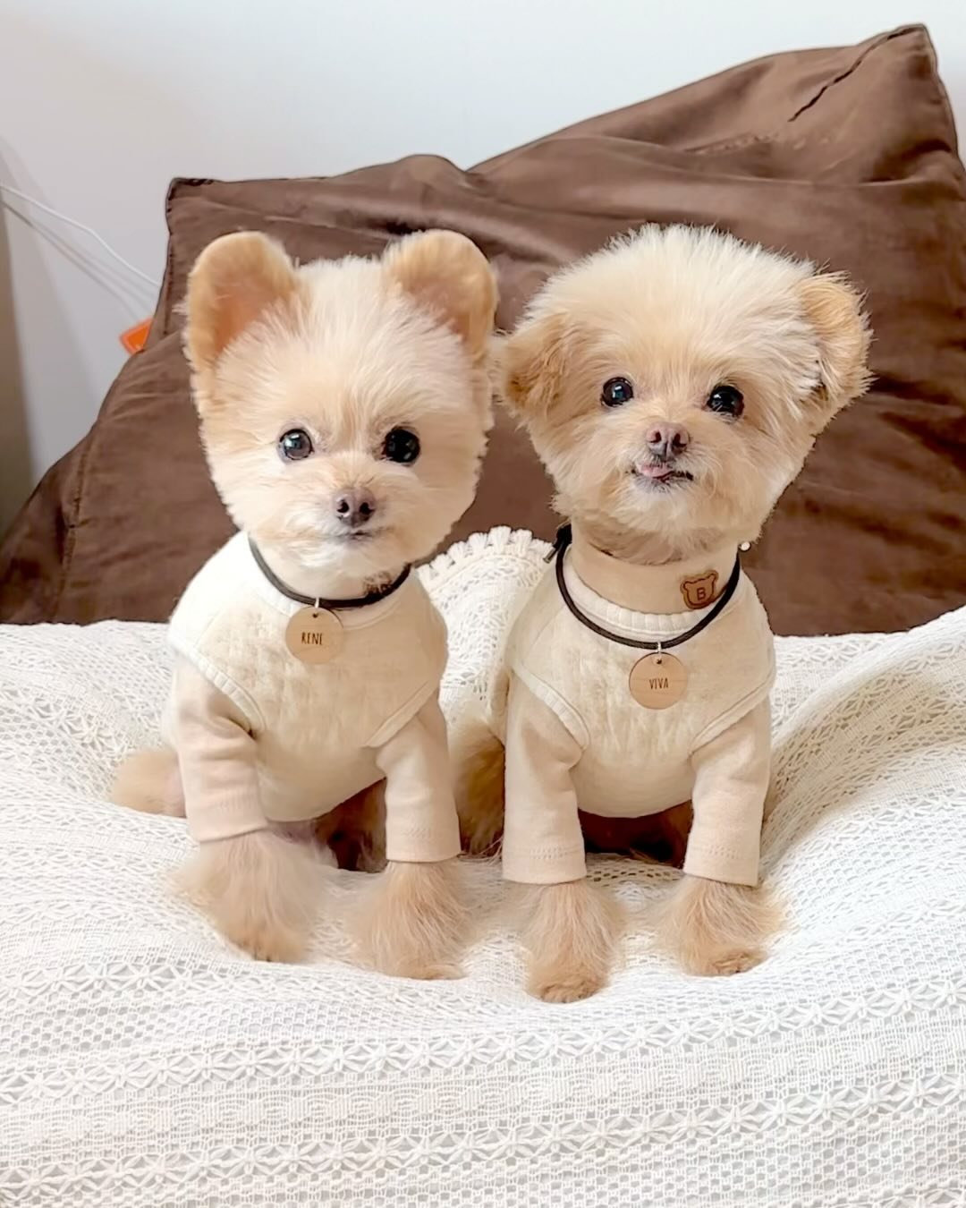 ⠀ 
언제봐도 짜릿한 쌍둥개 앙탈배틀 🥺🤍
어느 조동이에 먼저 까까를 넣어줄까나..👀

/ 르네, 비바 🍼

🔖 오가닉 옷 bezibebi_official 
🔖 담요 comelyshop_official
