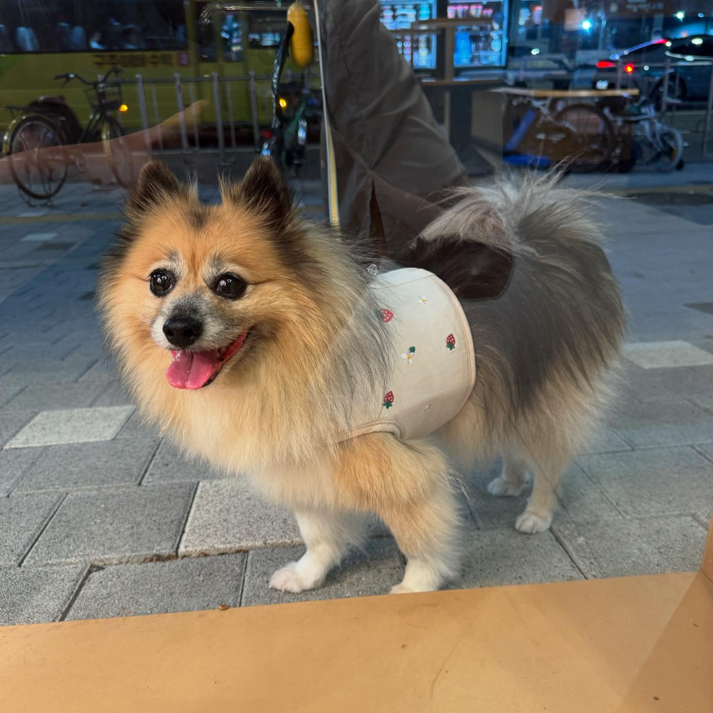 늠름하고 시캄한 딸기요뎡 등장🧚🏻✨

요즘 자꾸 산챡길에 캑캑하길래
조끼형 하네스를 사봤다...
음.. 🤔
