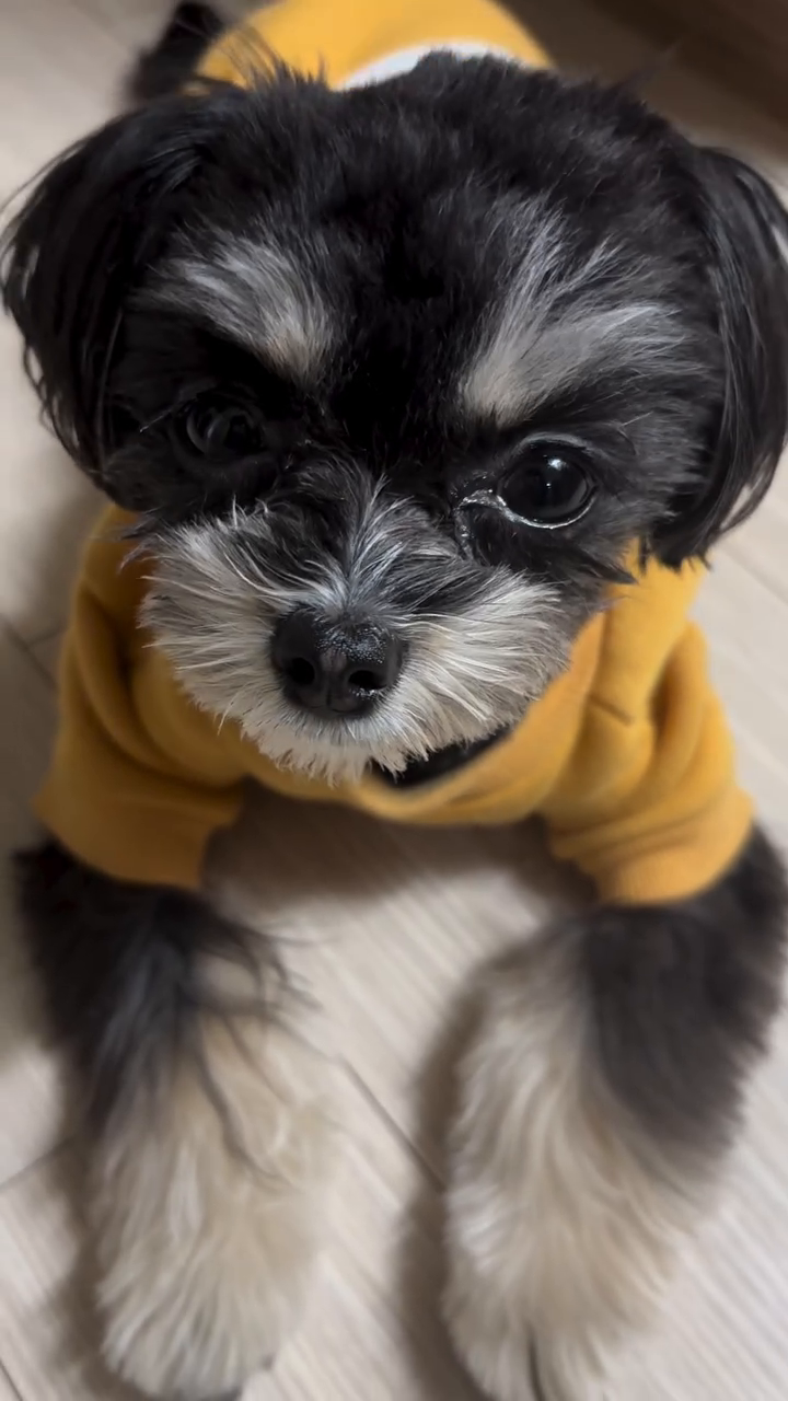 울보