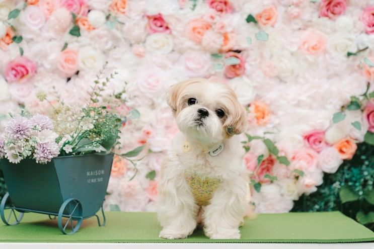 시흥 산 속 애견 운동장﹝영화산장 애견카페﹞🐶
