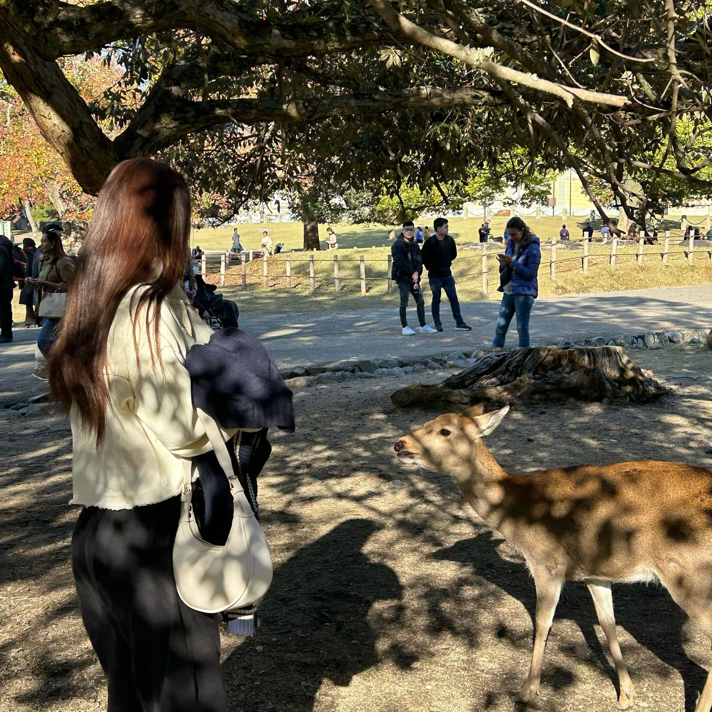 모쨔 닮은 사슴🦌
