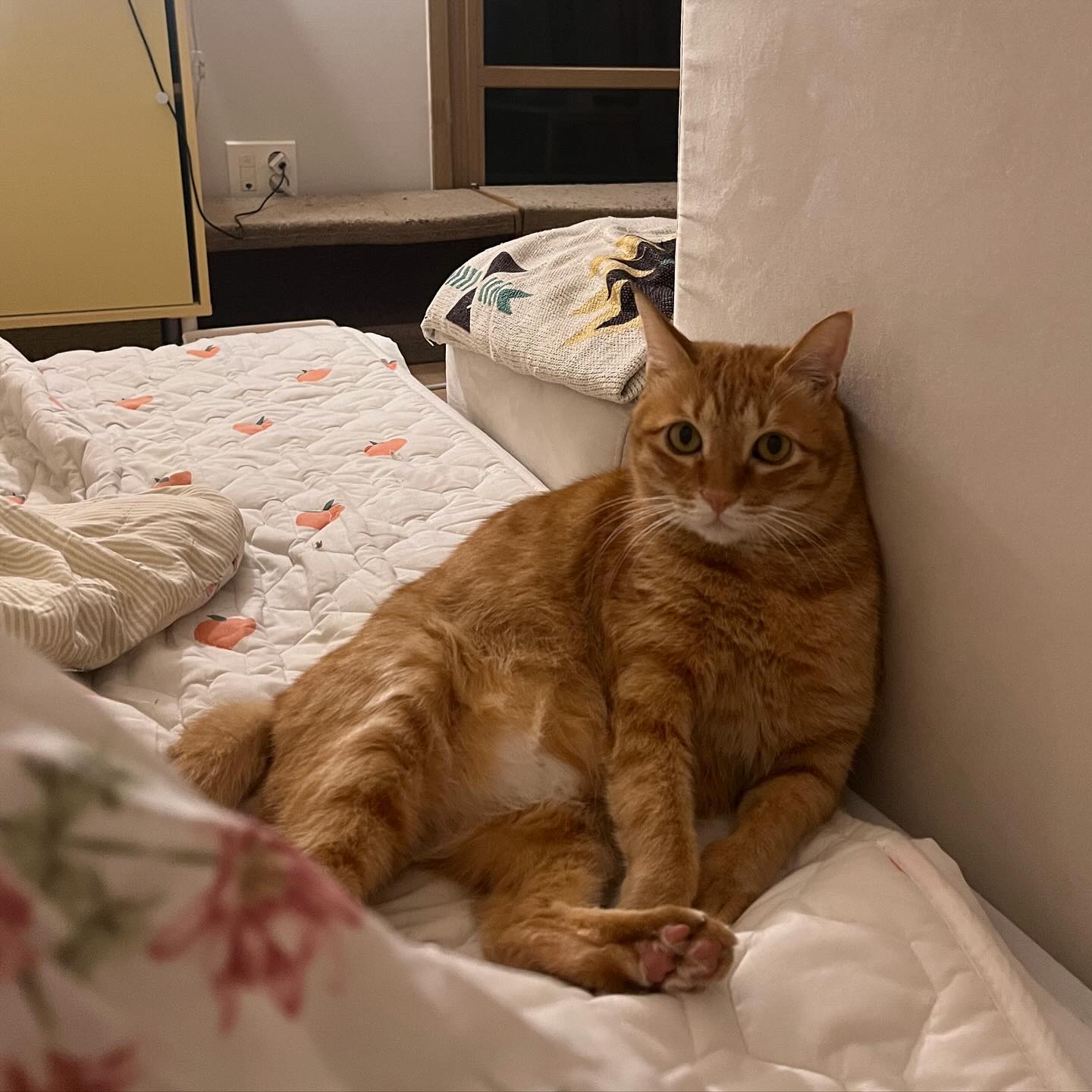 당신 고양이 뚱쭝해요