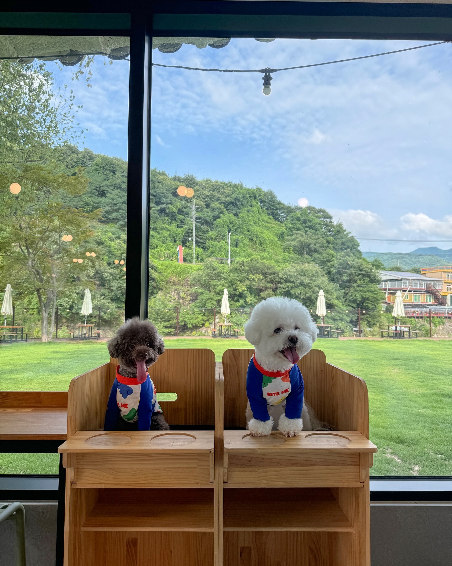 날이 조금이라도 선선해져야 밖으로 나갈텐데~~~🌤️🌤️⛅️

#모꼬지댕카페 #모꼬지댕 #남양주애견카페 #남양주애견운동장