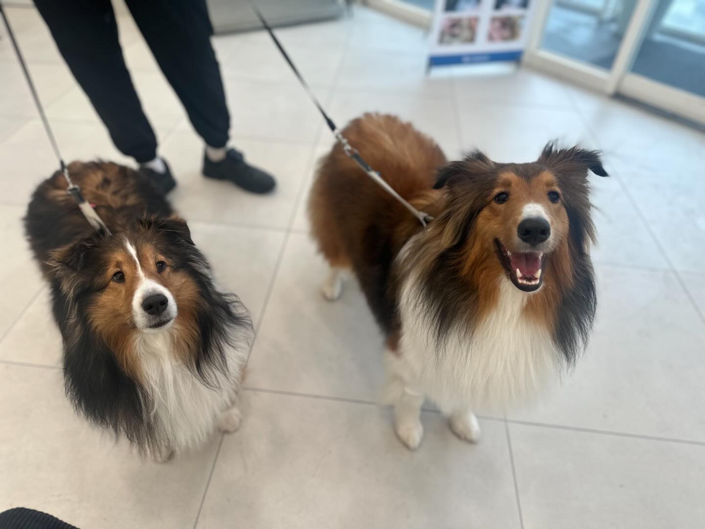 🐶 : 열어줘.. 엄마..말도 없이 이건 아니지🤬 나 돌아갈래~~!!!
.
늘 분당으로 건강검진을 다녔지만 너무 멀어..😭
올 해는 가까운 수원에서 하기위해 고르고 고르다 선택!
처음 와보는 병원이라서 그런지 어째 잘 들어가나 싶었지만..ㅋㅋ
“이든,이얀 들어오세요~” 소리에 표정 싹 바뀌는 영락없는 아가들🤣
.
무성의 검진병원이 생각보다 많은데 합리적인 가격에 대략 1시간 넘게 꼼꼼하고 디테일하게 봐주셔서 꽤 만족했다.
검사 결과 굉장히 건강하다는 이야기에 내심 뿌듯했고 매 번 듣는 살을 빼야겠다는 소견을 역.시.나 오.늘.도 받은 이든이 귀를 살포시 막아주었다..🤫
한 달 뒤 재진 날짜 잡고 자료랑 사진을 받아 나가려는데 어마무시하게 재촉하든 댕댕이들🐶
.
검진때문에 굶었던 밥도 실컷 먹고 신나게 뛰뛰도 하고 집에 와 뻗었다👍
건강검진 병원 멀리 갈 필요 없이 여기로 정착해야겠다. :)
#수원동물병원추천 #수원동물병원 #강아지건강검진 #강아지건강습관 #강아지건강검진비용