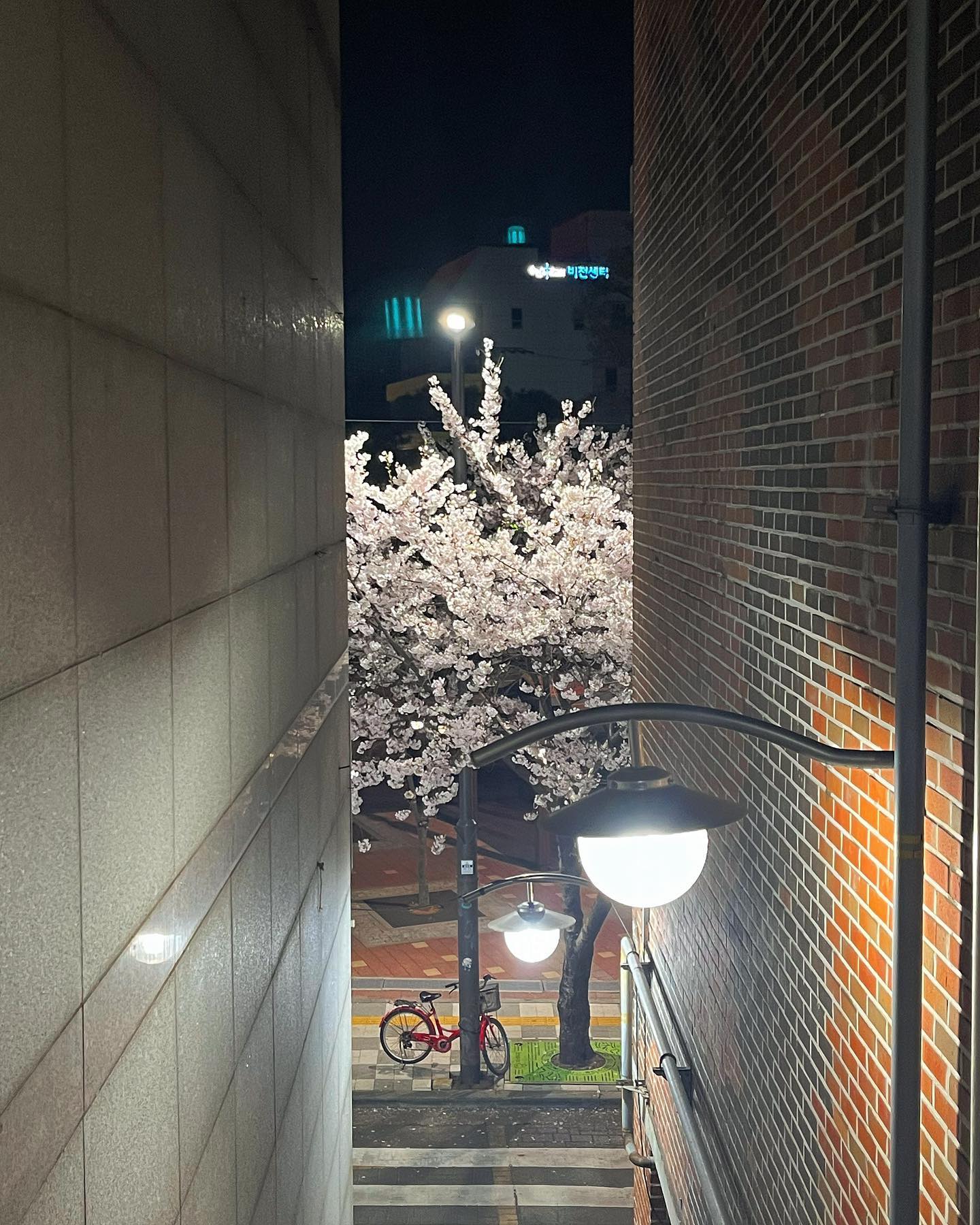 .
집앞 벚꽃존🌸