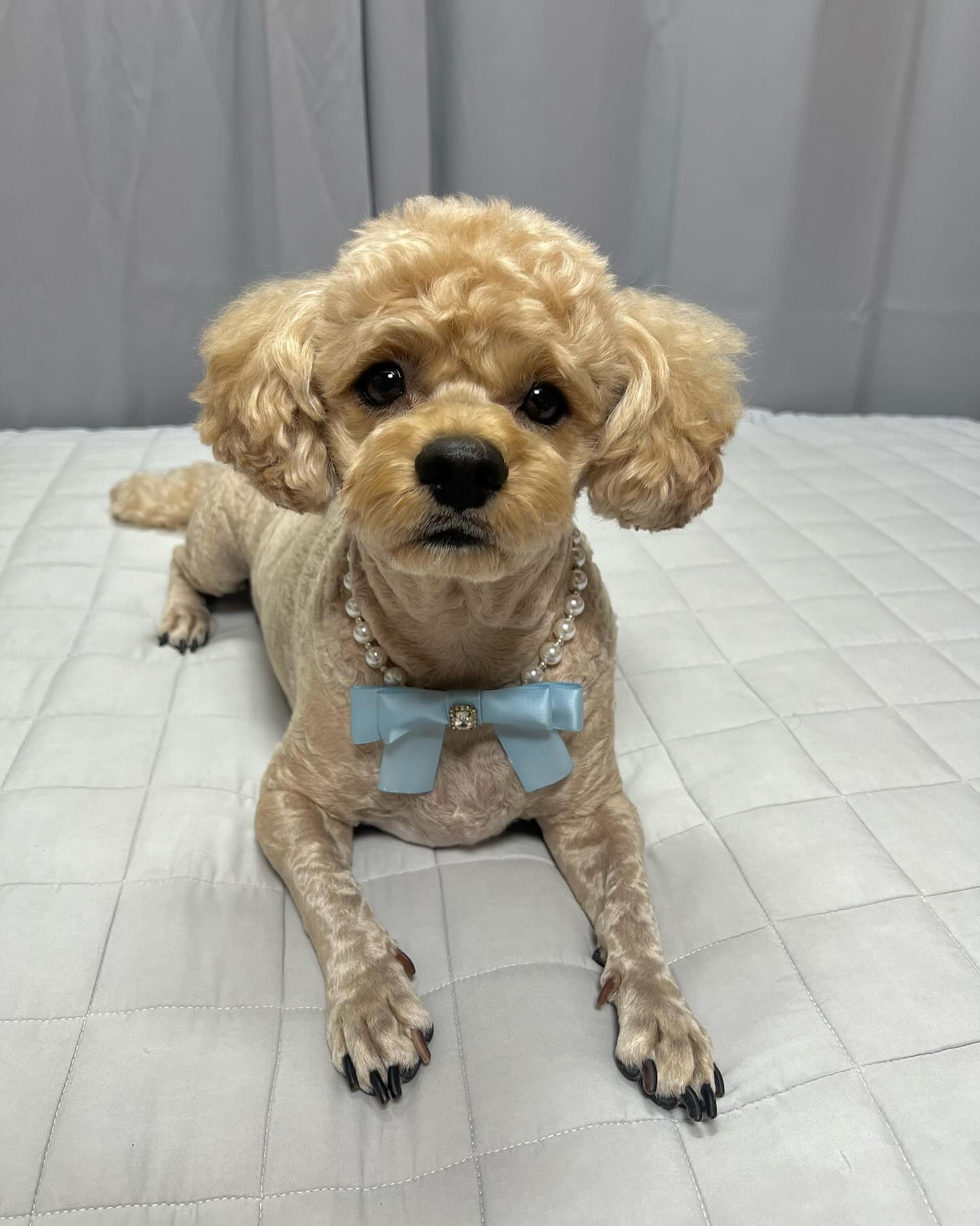 보리 좀 기여운가?? 
날씨는 덥지만.. 귀마개는 포기못해! 

보리 미용한 사진 드디어 공개!! 
사실 전 협찬 피드에서 공개되긴했지만.. 요곤 공식적으로..ㅋㅋㅋ

미용하구 나서는 목걸이 해야지이! 
pet_in_jewelry
