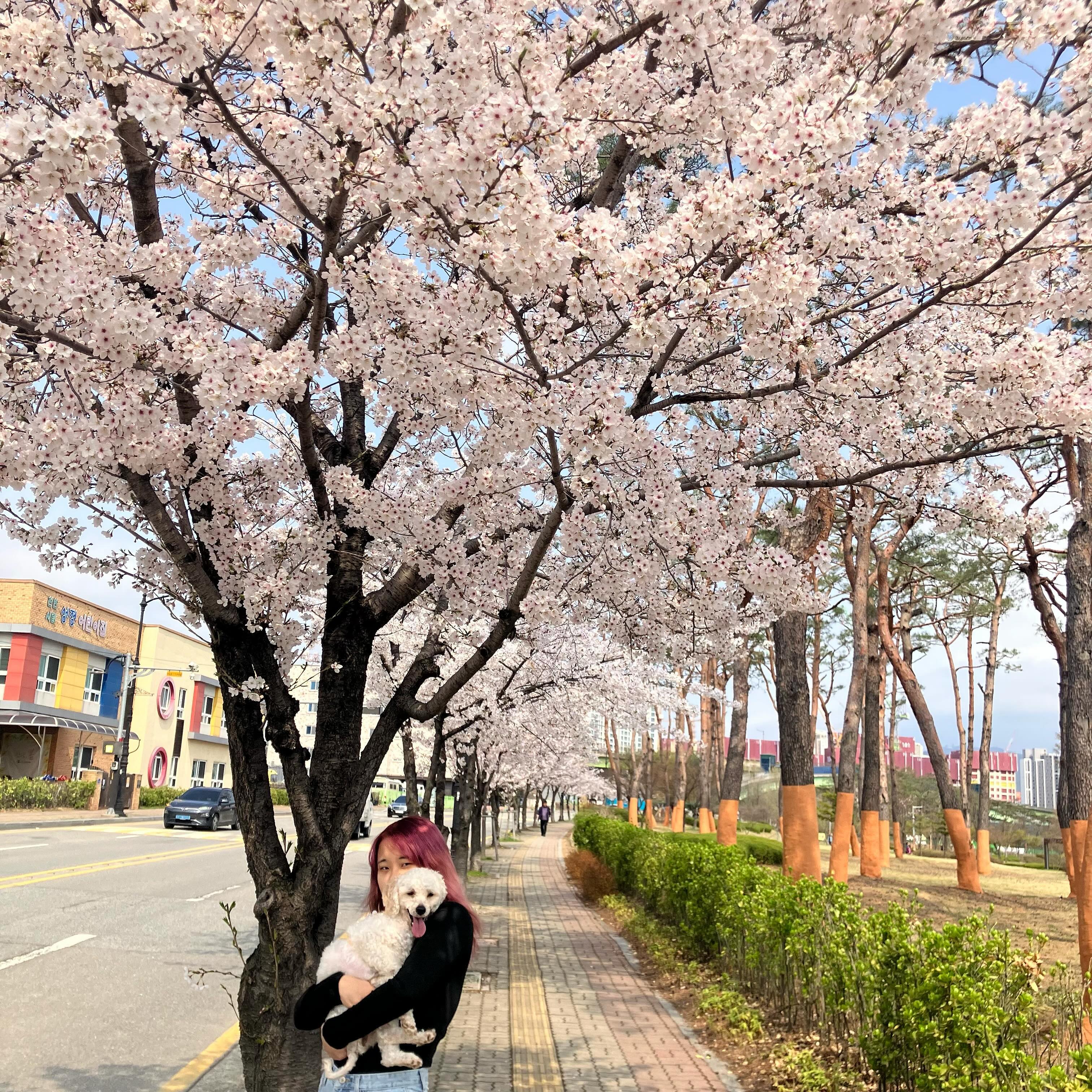 올해두 강쥐랑 벚꽃💜
.
.
.

#푸들 #스트릿출신 #사지말고입양하세요 #벚꽃🌸 #견주소통  #견주맞팔환영 #벚꽃놀이 #축구센터 #원성천벚꽃길 #03 #fyp