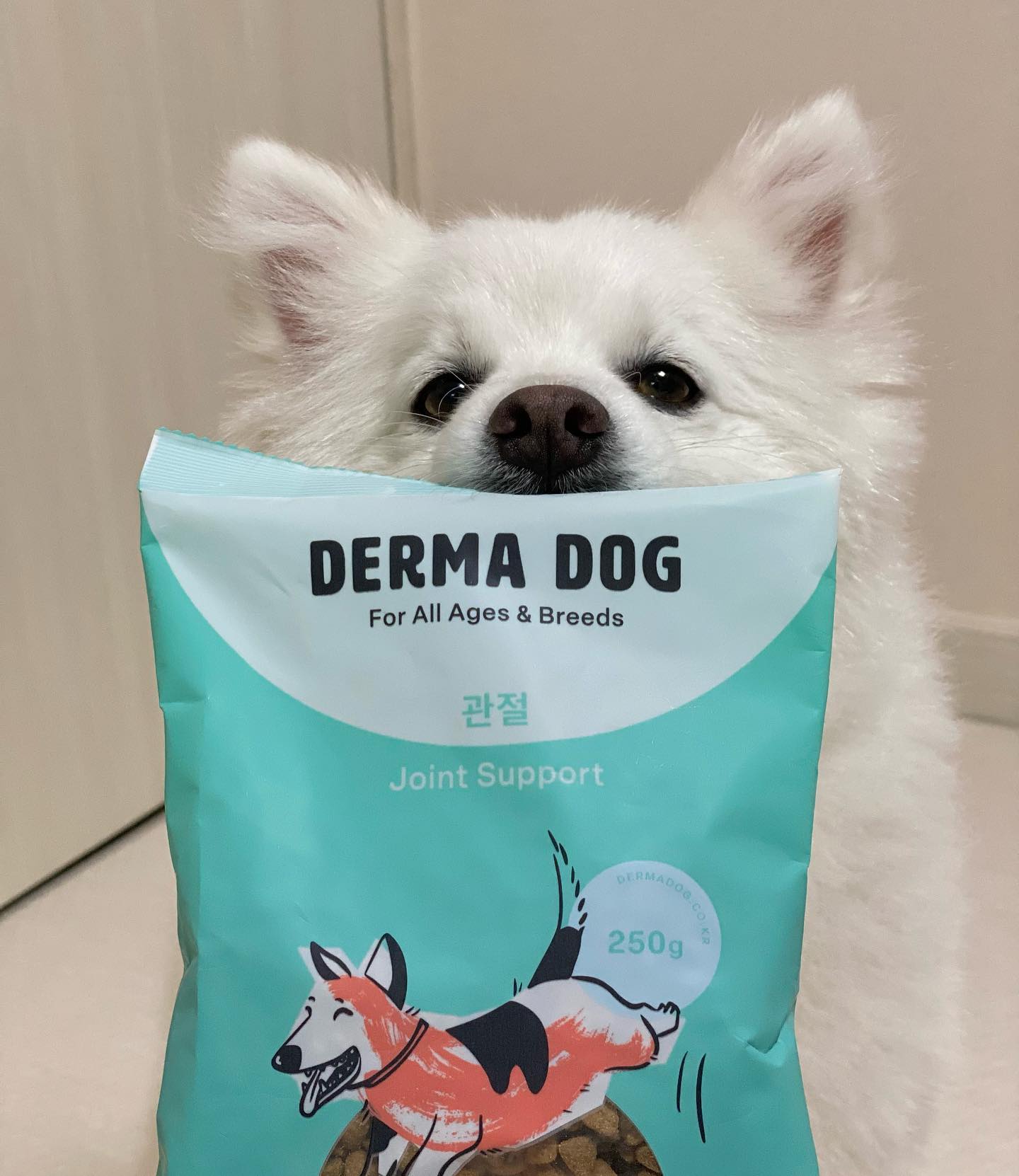 X derma_dog *제품제공
3개월 동안 맛있게 먹은 더마독😋

석봉이는 관절/피모/슬리밍 모두 먹어봤는데 전부 기호성이 좋았어요!
지금 먹고 있는 건 콘드로이친, 글루코사민, 초록입홍합이 함유되어 
관절 및 연골 건강에 도움을 주는 관절 사료💪🏻

가수분해 단백질로 알러지 유발을 최소화하고
육분이 아닌 국내산 오리안심 살코기와 황태 분말로 기호성을 높였어요🙌🏻
홀리스틱 등급의 원료 사용 및 안전하고 전문적인 제조 공정을 통해 생산되는 더마독🩵

모델 토니안님도 6년 넘게 급여 중인 이유가 있는거죠🤗
원재료부터 제조 공정까지 안심하고 먹일 수 있는 더마독, 추천해요🫶🏻

#더마독 #더마독사료 #토니안사료 #더마독파트너
