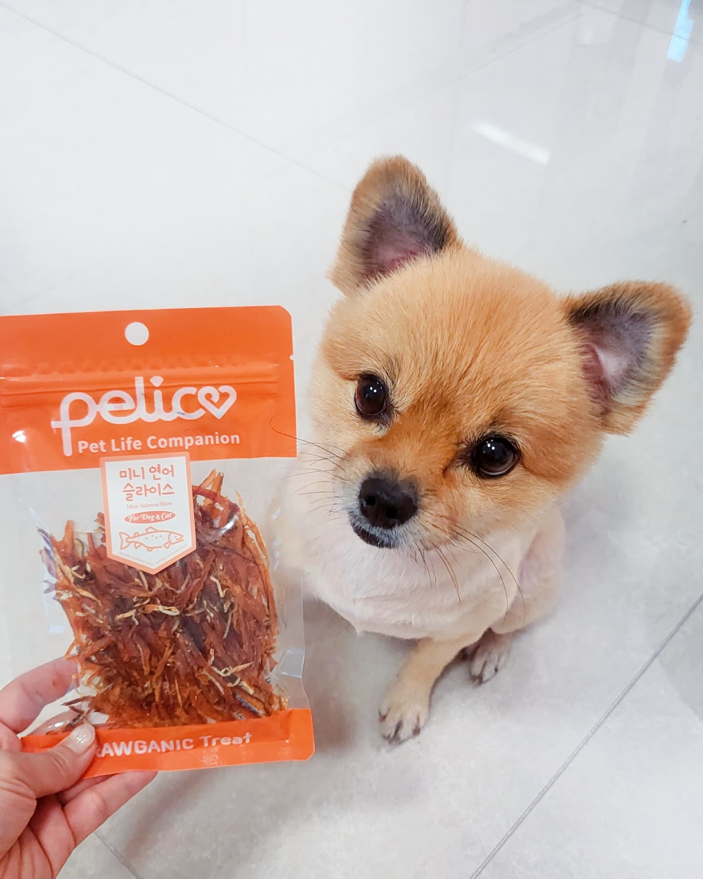 #협찬 pelico_official
펠리코 로가닉 강아지 수제간식🐶

울 댕댕이들 수제간식으로 선택한 펠리코 로가닉🧡
종류별로 주문해보았는데 울 댕댕이들이 너무나 잘먹네용

pelico RAUGANIC Treat
가공육을 사용하지 않고 휴먼그레이드의 생육 고기를 그대로 사용해 오직 반려동물의 안전과 건강을 위한 영양 가득한 pelico RAWGANIC 간식이에용🤗

지금 주문하면 6월30일까지 할인중이니 너무 좋아용👍
✅️구매링크
https://smartstore.naver.com/shinepet/products/9434751199

#강아지간식#강아지수제간식#강아지치석껌#강아지간식추천#댕댕이간식#강아지수제간식추천#댕댕이#댕스타그램
#포메스타그램#골든리트리버#댕팔해요