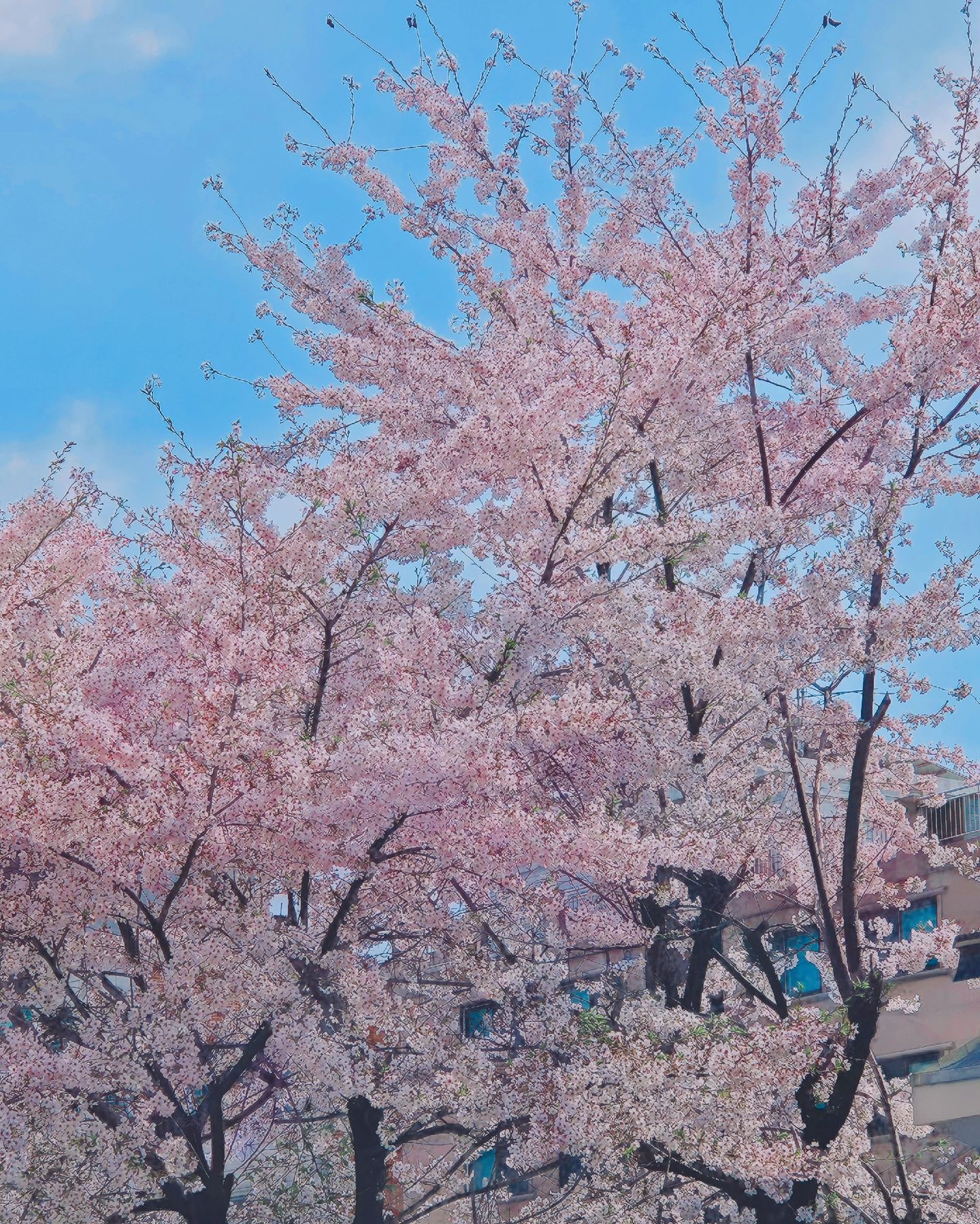 첫 출근에 본 벚꽃....🌸