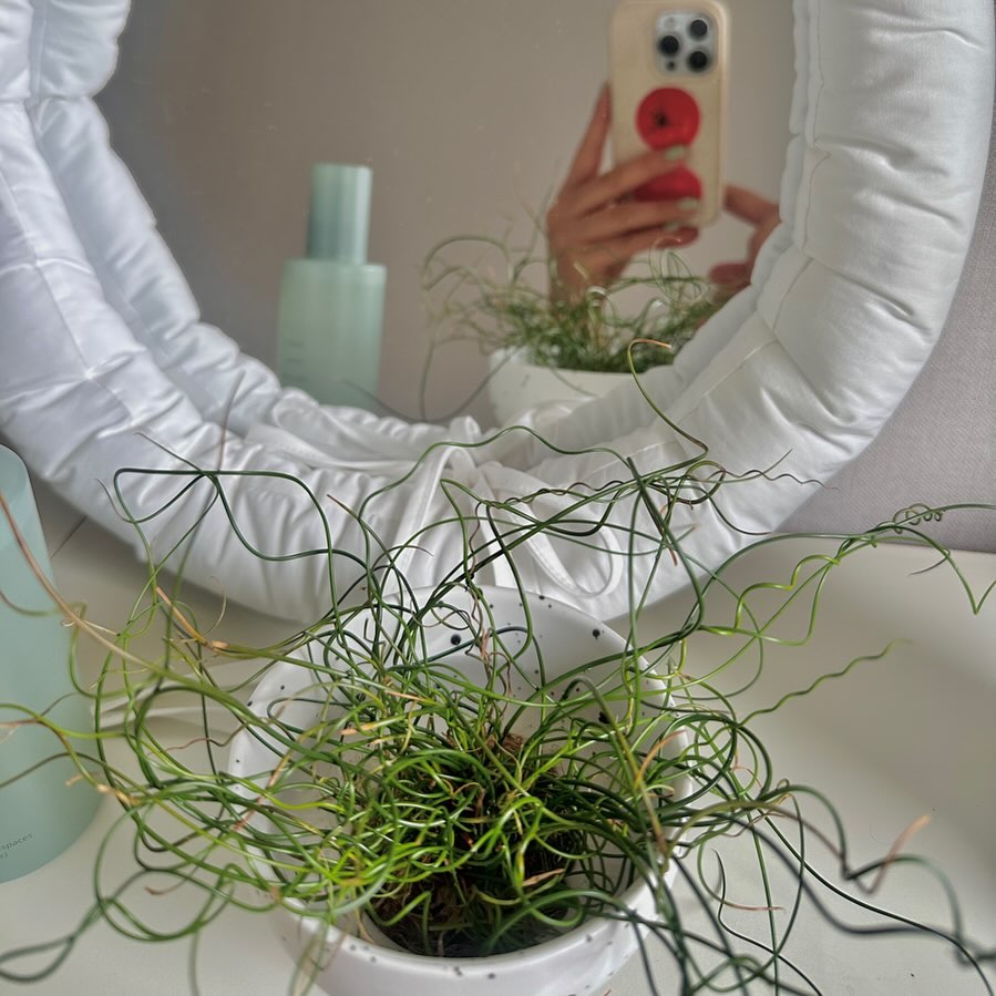 곧 처음으로 죽여본? 식물이 생길듯...하다🥲