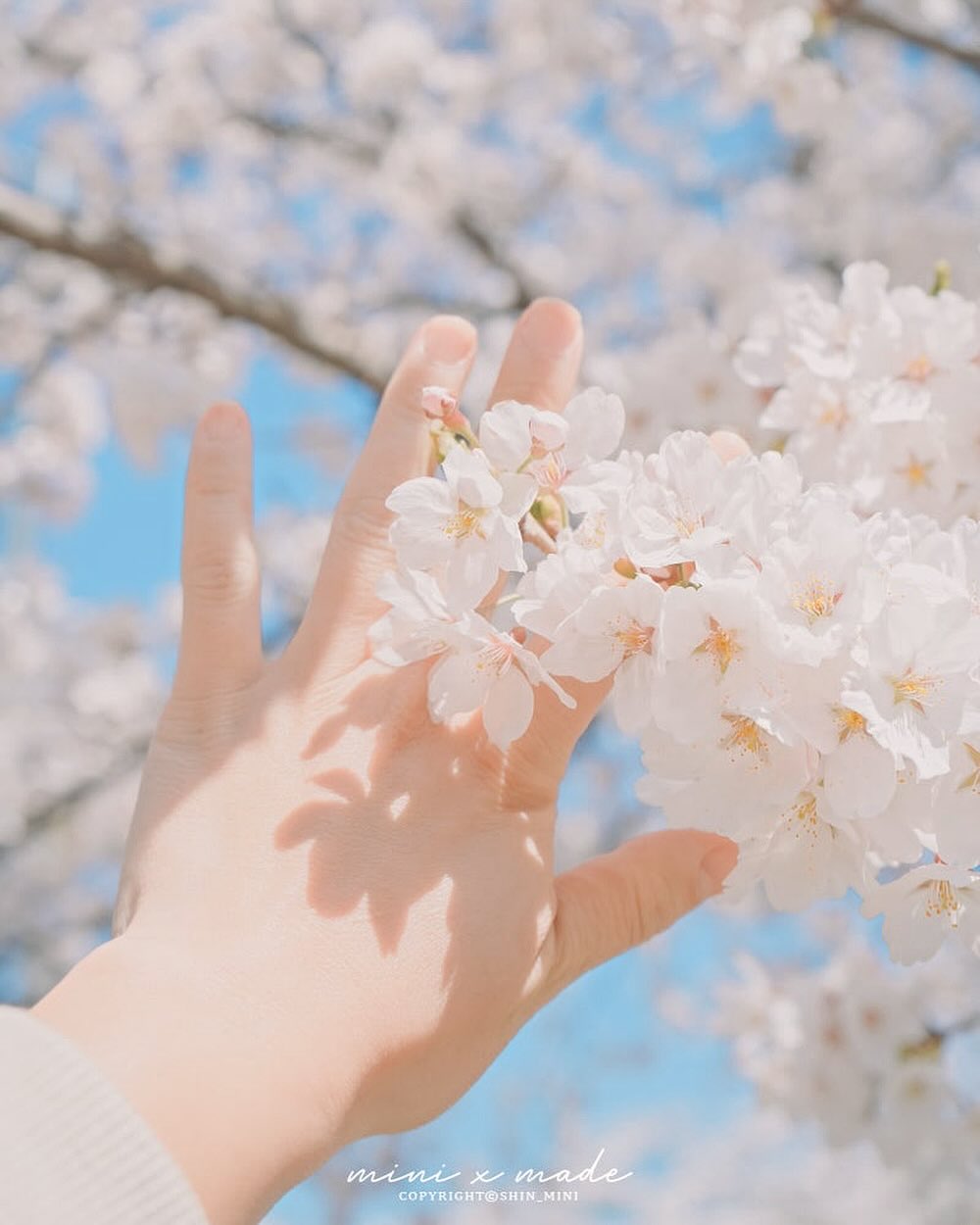 🌸🌸🌸

#sony #sonya7m4 #a7m4
#벚꽃출사 #벚꽃놀이 #벚꽃 🌸