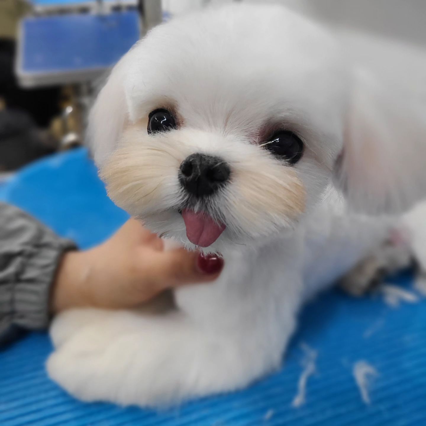 #양주애견미용학원
#원장직강
.
실견 실습 🐶
.
 ✔️ 자격증 준비기간 동안에도 실무수업/펫미용 수업을 함께 진행합니다
✔️ 소수정예 1:1 개별수업으로 진행됩니다 
.
#원장님직강 #김형종교수님
#개인지도 #실견수업학원
#애견미용사자격증
.
#애견미용사2급 #애견미용사3급
#의정부애견미용학원 #동두천애견미용학원 #포천애견미용학원 #파주애견미용학원
#애견미용학원 #애견연맹 
#개인교습 #애견미용개인교습 #대형견미용
#꿈나무애견미용실 #양주애견미용 #펫미용학원 #펫미용