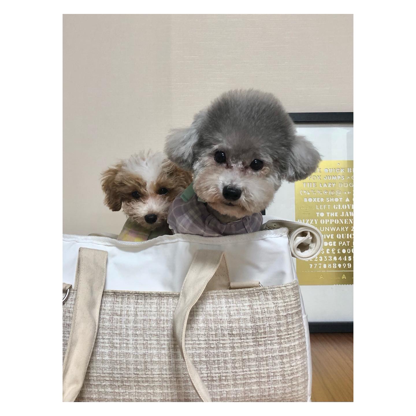 오늘 또 베이비 노아가 우리 집에 놀러왔어요
노아는 번식장에서 구조된 아가이고 지금 평생 가족 찾고 있어요
제가 이미 아이가 셋이 아니었다면…간절하게 노아 입양 신청했을거에요
너무 귀엽고 애교 많은 노아 입양하시는 분은 정말 럭키! 

노아는 말티푸, 레이나는 푸들
모색도 너무 다르지만 뭔가 너무 닮은 둘
제가 아는 분이 노아 입양해서 앞으로 커가는 모습 볼 수 있으면 좋겠는데
제가 임시보호자도 아니고 주책이죠? ㅎㅎ

노아 임시보호자 분 계정: cozyspring 

#말티푸 #푸들