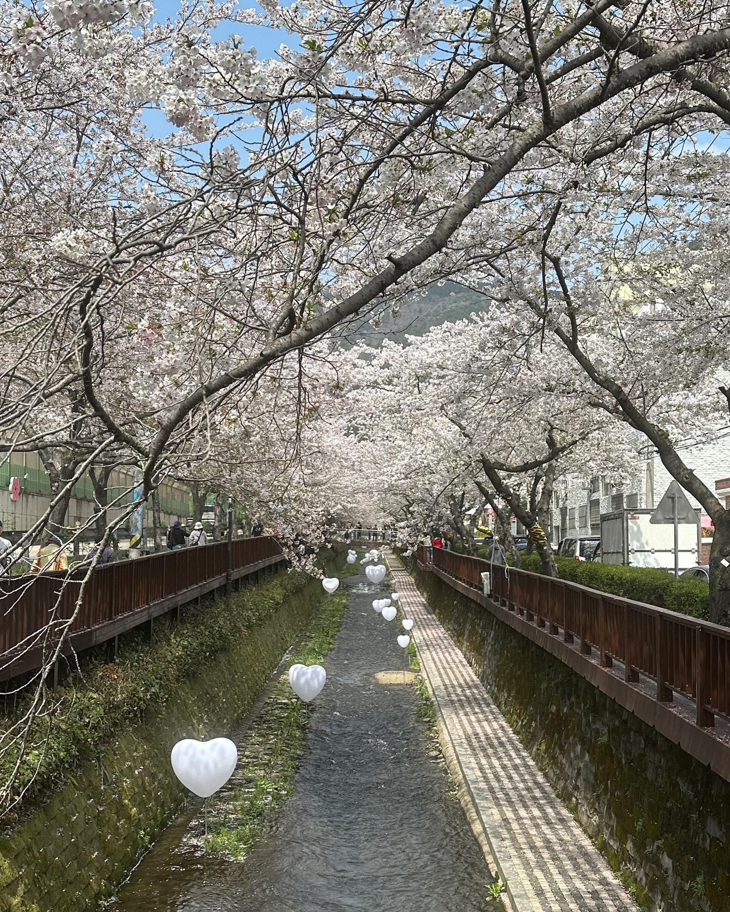 진해 군항제 가서 벚꽃 실컷 봤지! 🌸